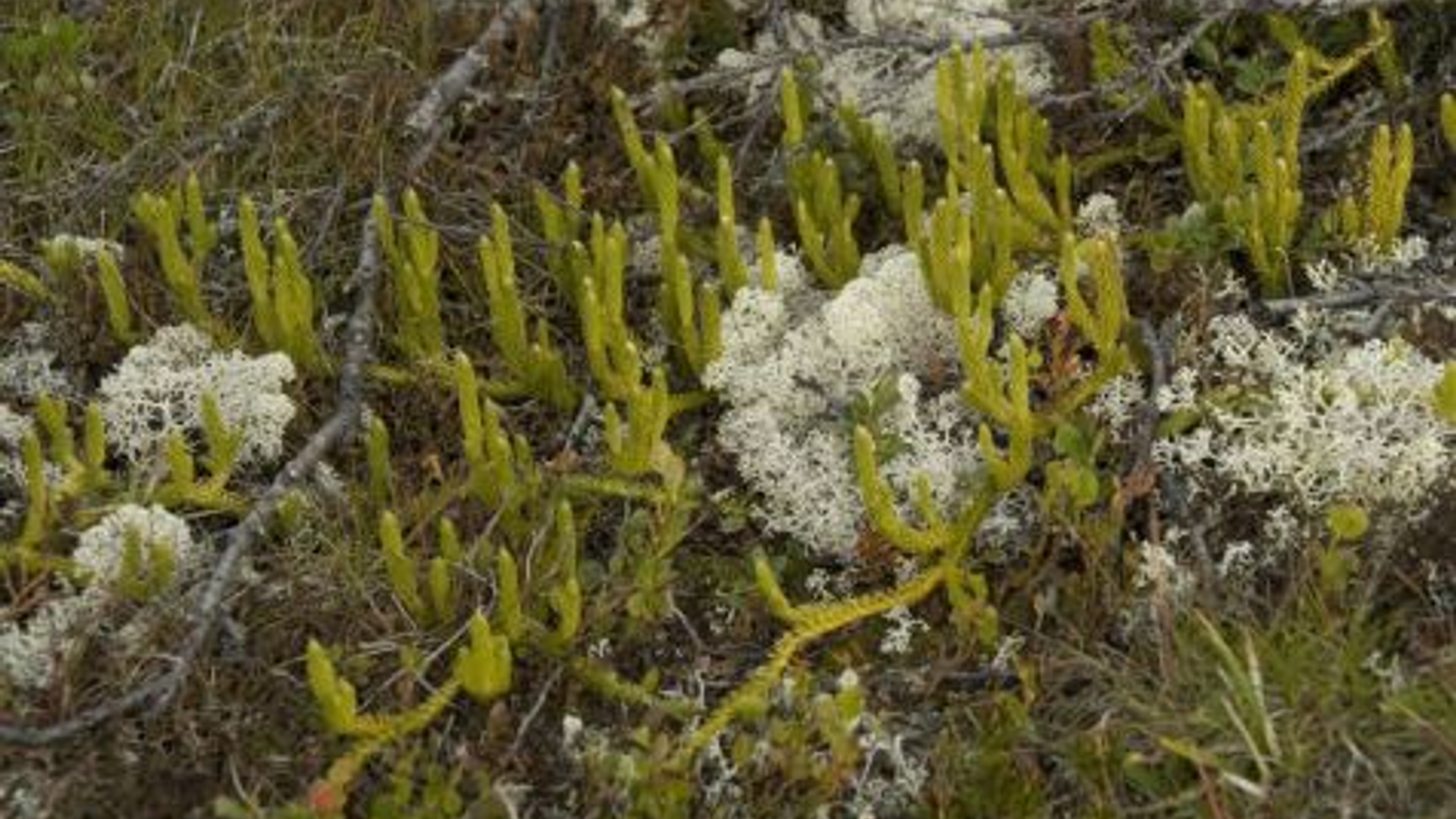 lycopodium20clavatum20820grote20wolfsklauw20saxifraga-willem20van20kruijsbergen.jpg