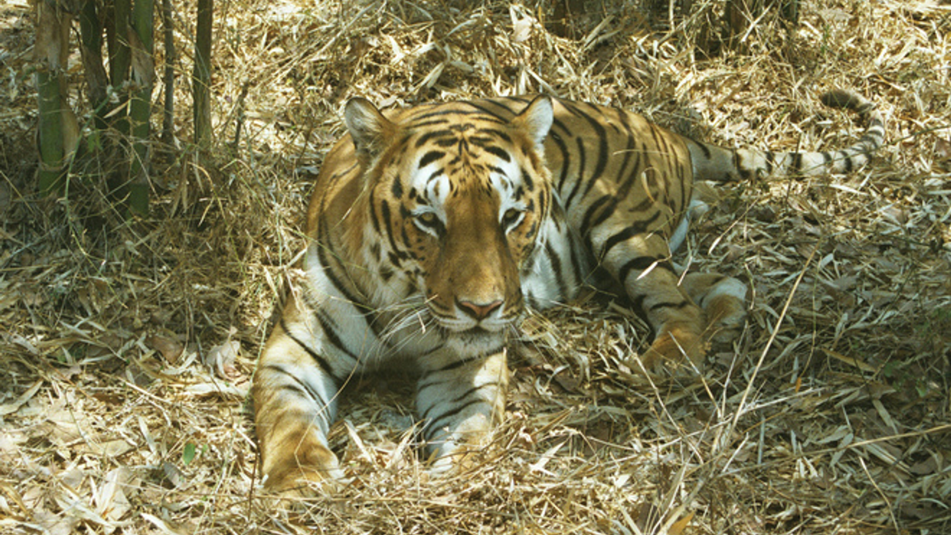 tiger-1541988