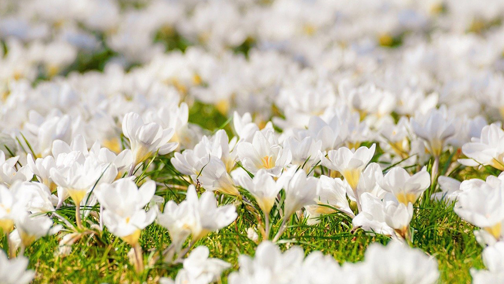 krokus_pixabay