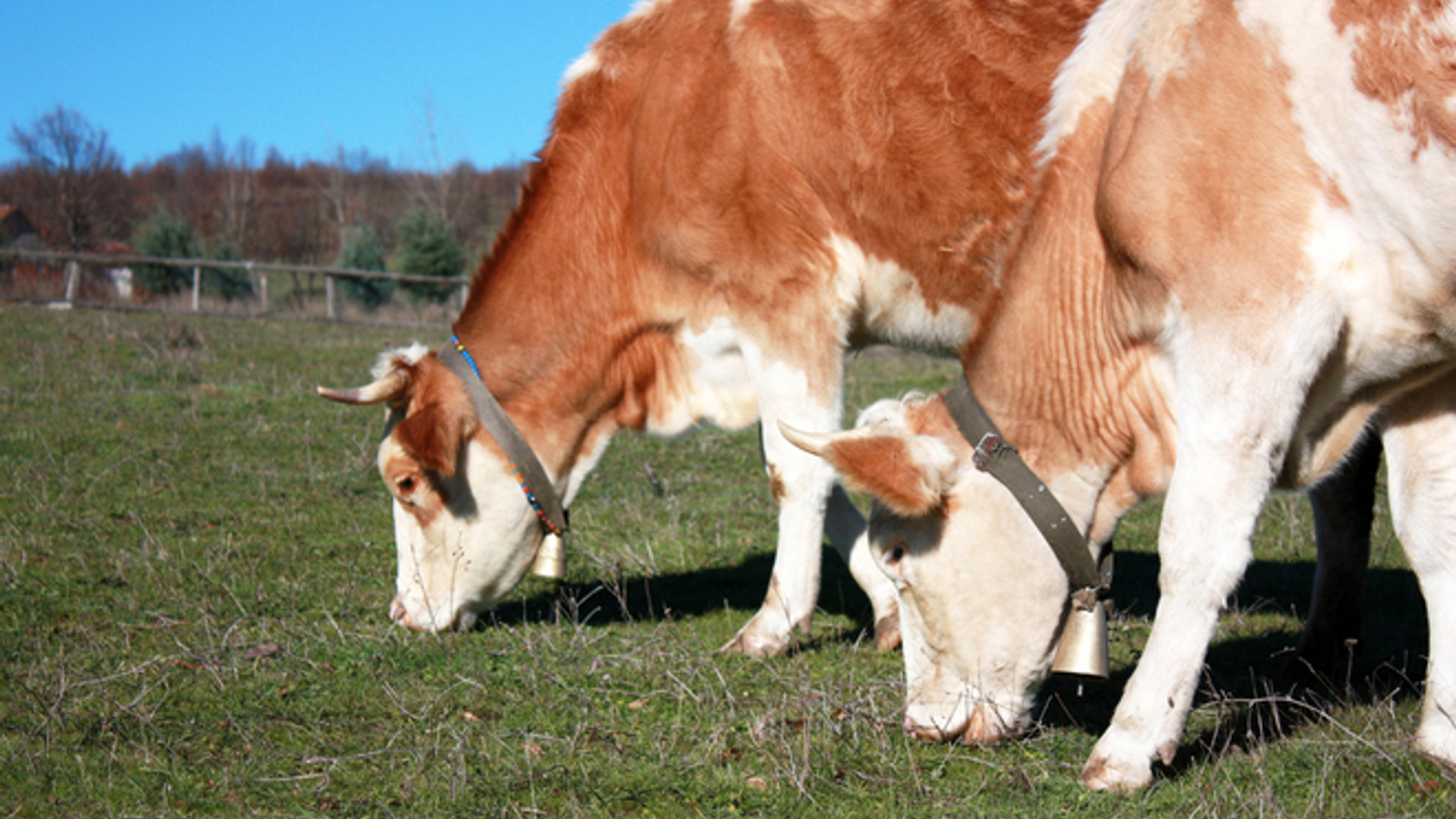 cows-1247434.jpg