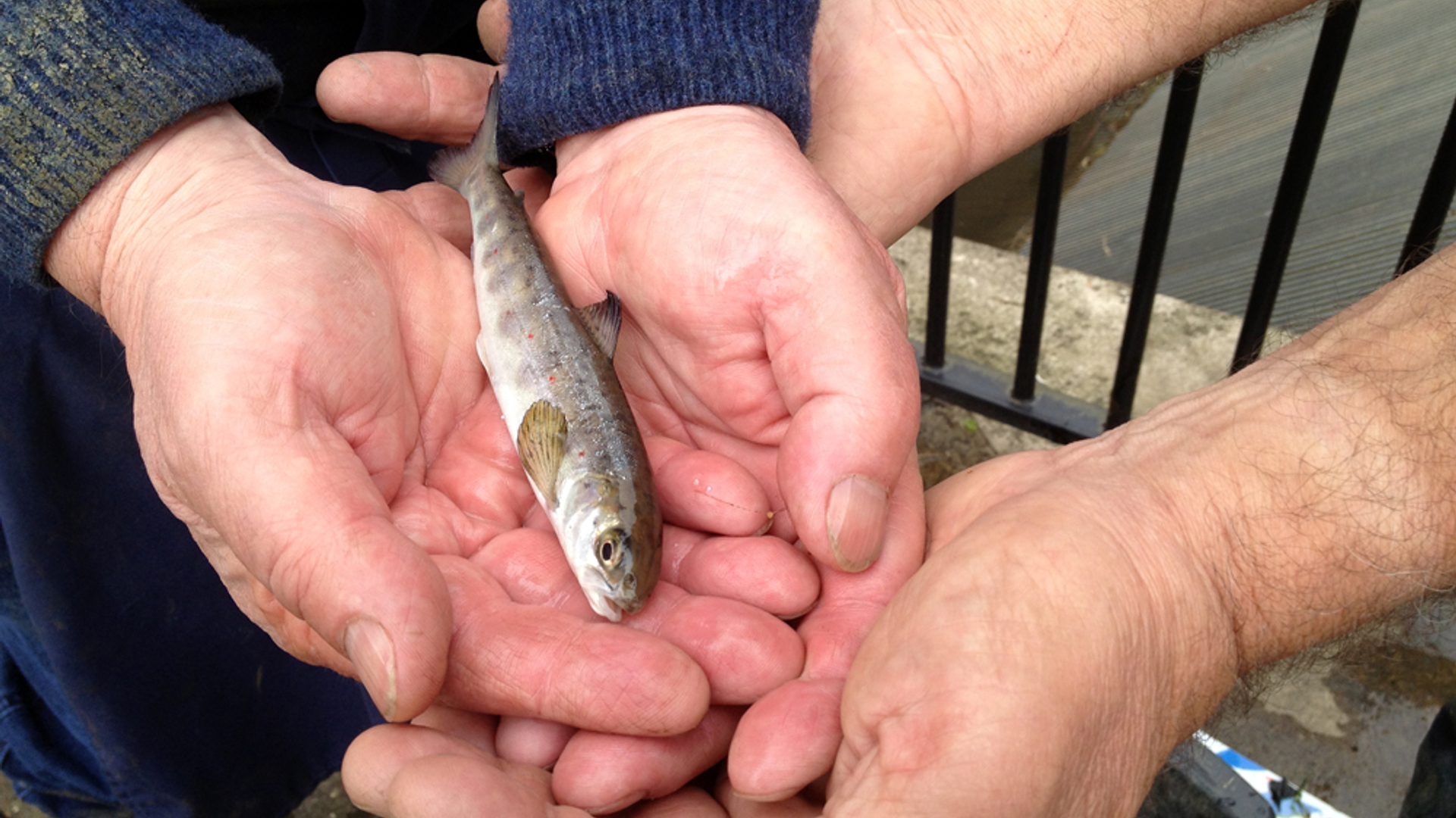 zalm_roer_verkleind_003.jpg