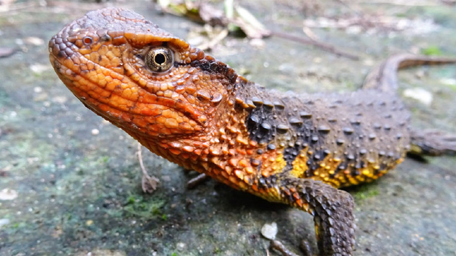 Vietnamese krokodilstaarthagedis