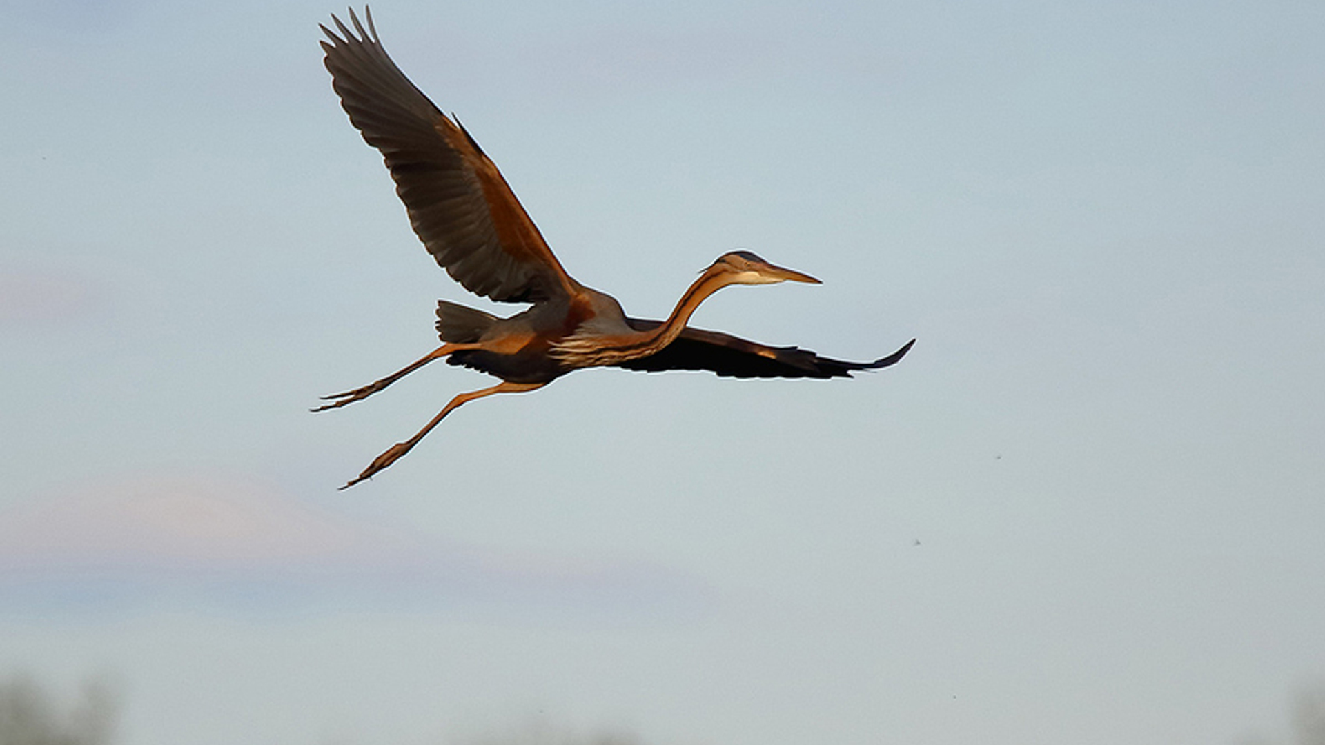 Purperreiger