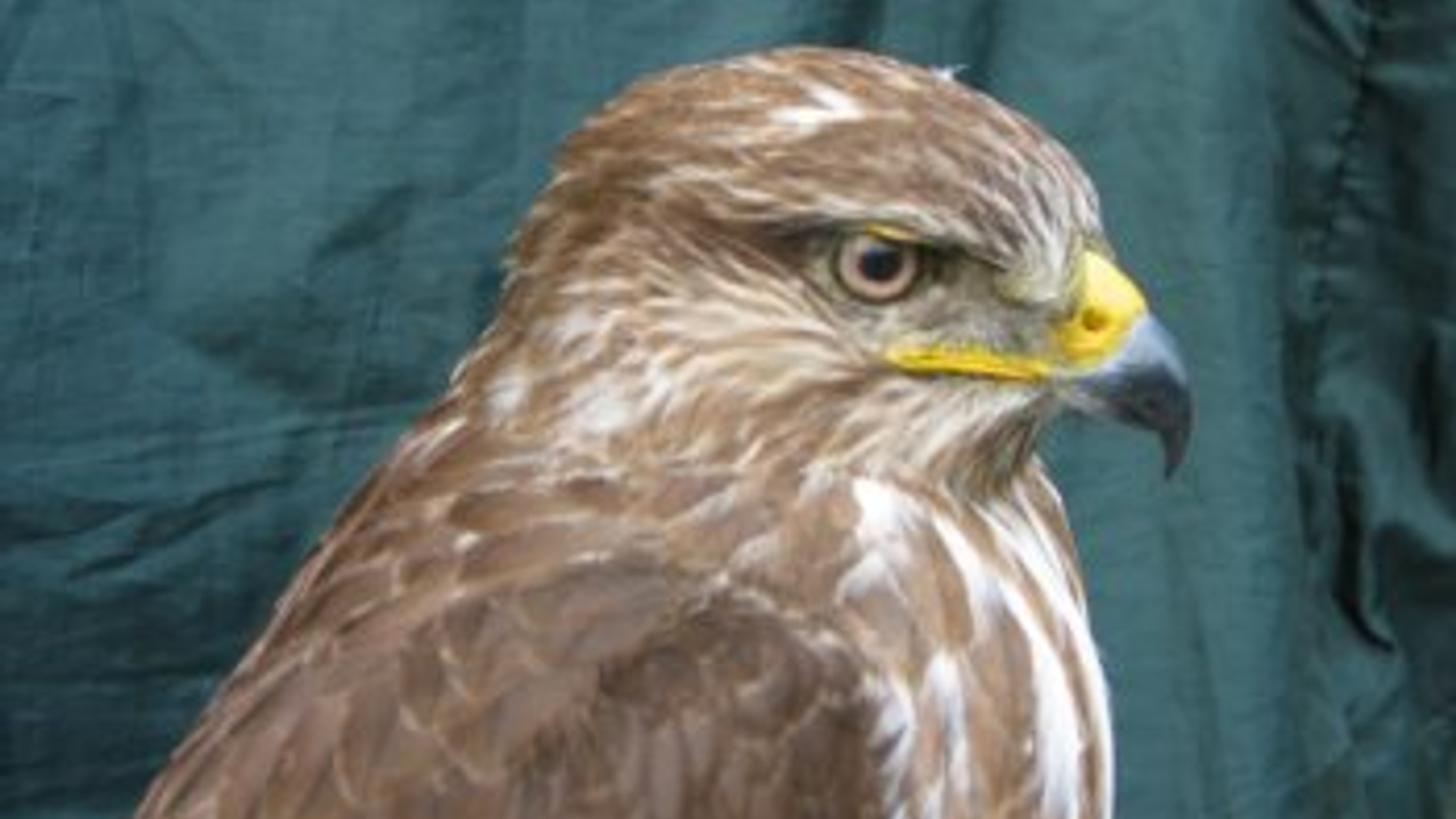 buizerd.jpg