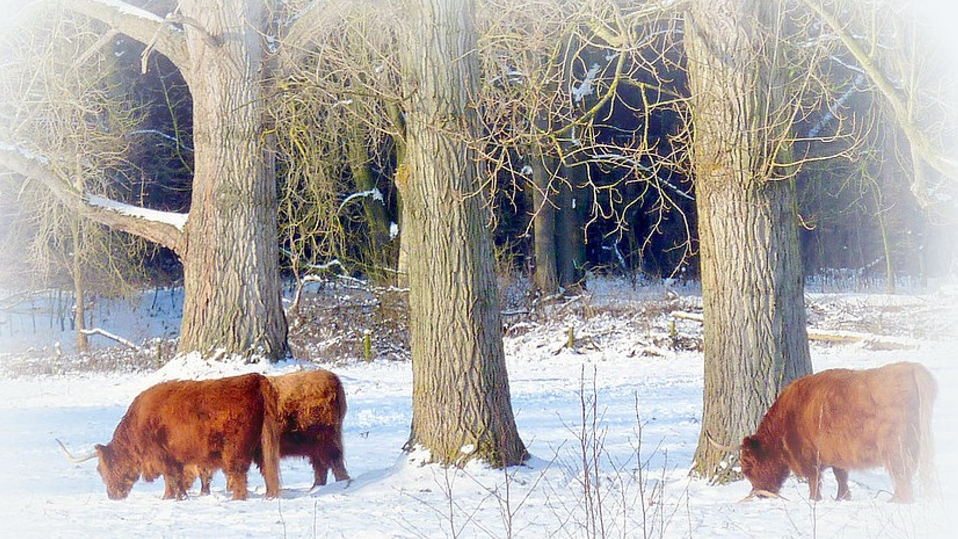 schots_hoogland.jpg