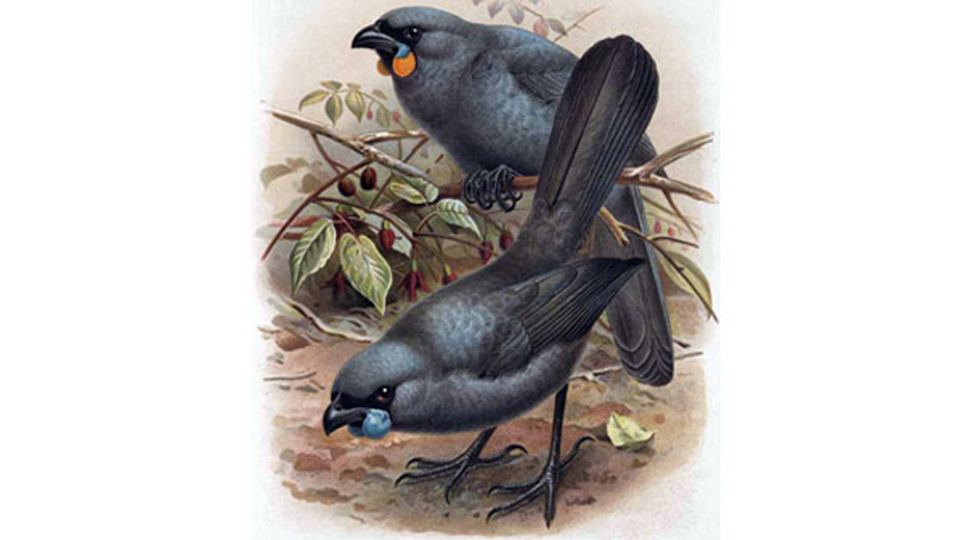 kokako