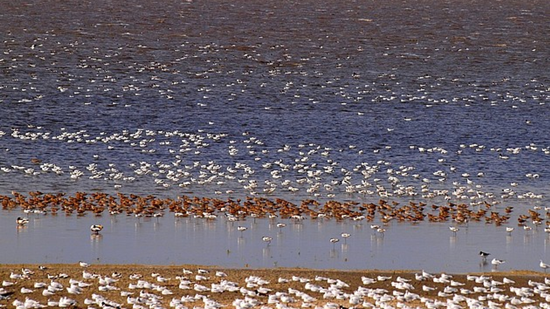 Lauwersmeer_will.jpg