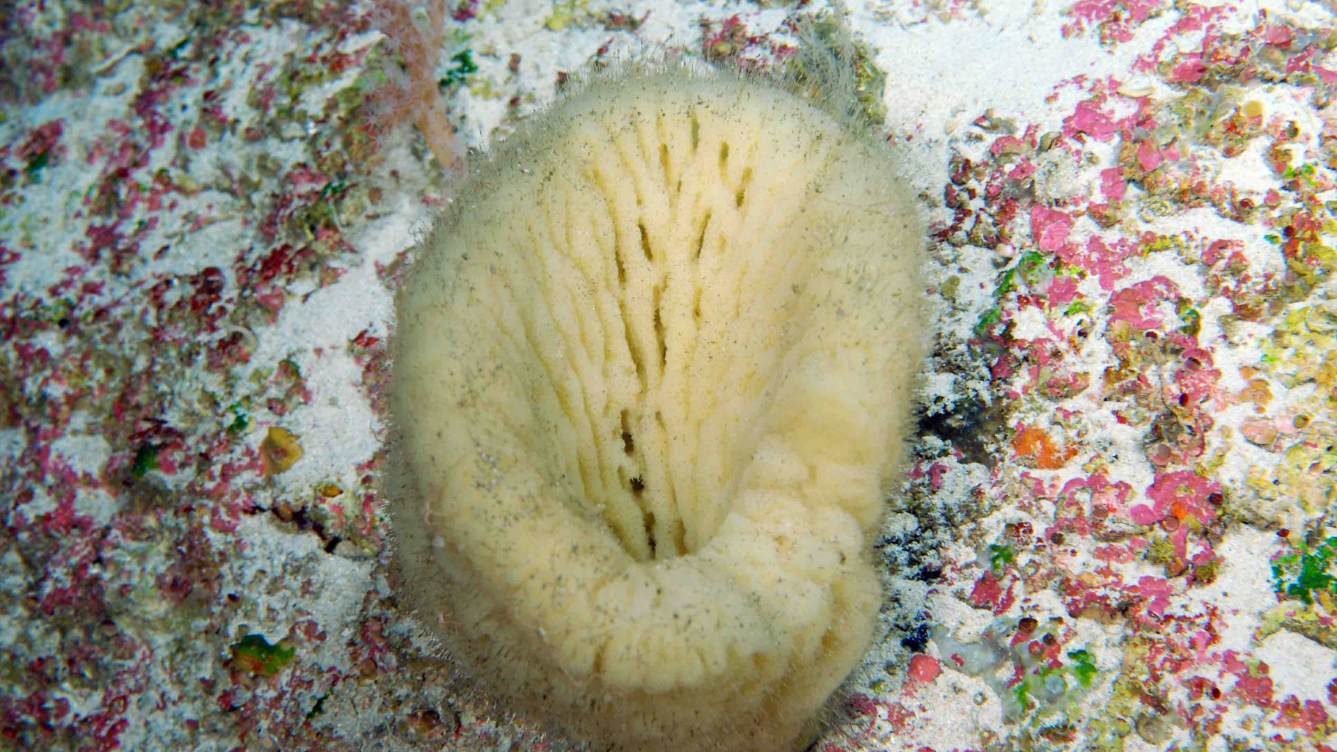 Glasspons_Bonaire.jpg