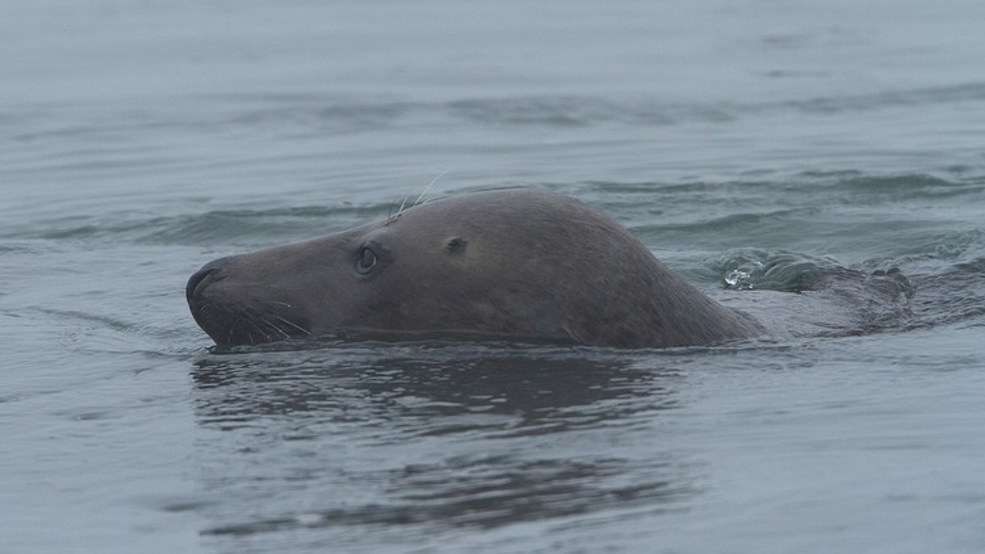 zeehond_grijze.jpg