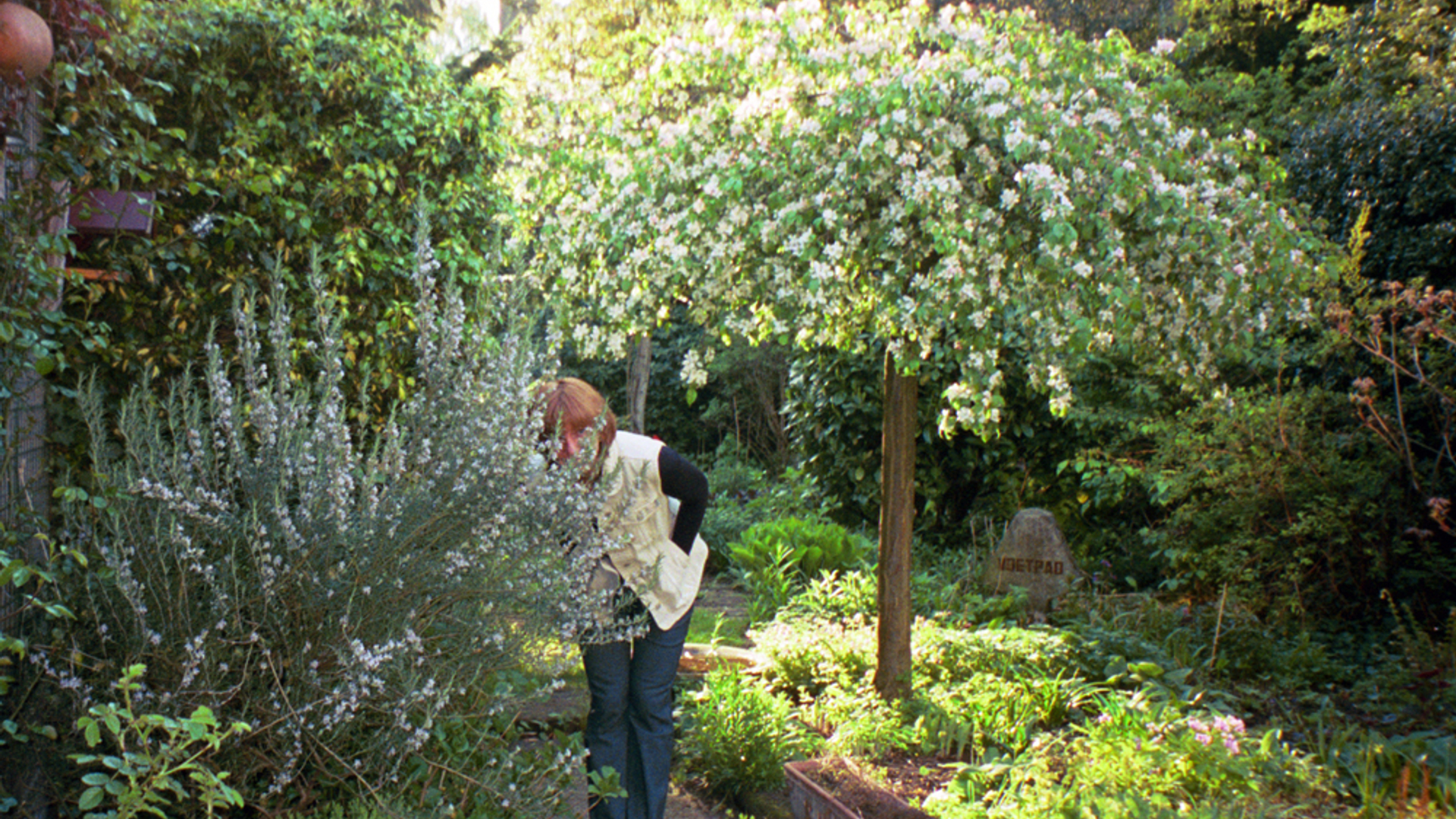 appelboompje.jpg