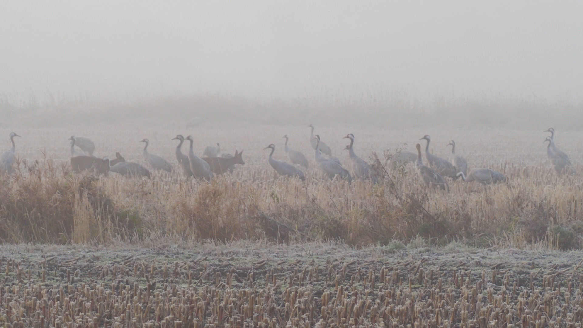web reeen tussen kraanvogels