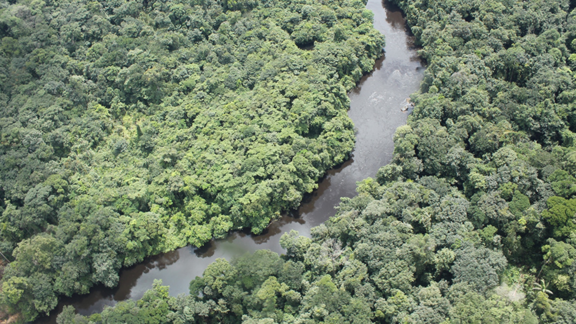 Foto-3_-Riparian-forest-canopy_--Upper-Potaro-River_-Guyana-_c_-Terry-Henkel.JPG
