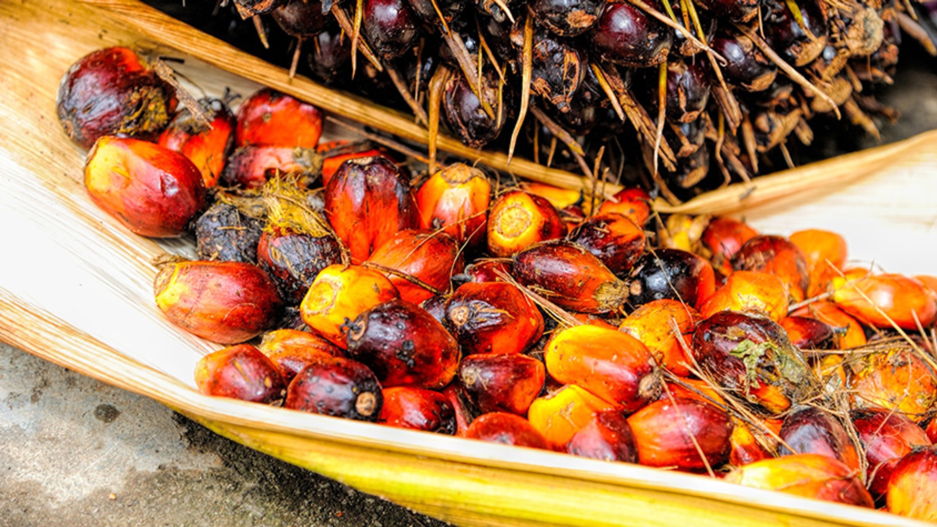 Vruchten waar palmolie van gemaakt wordt