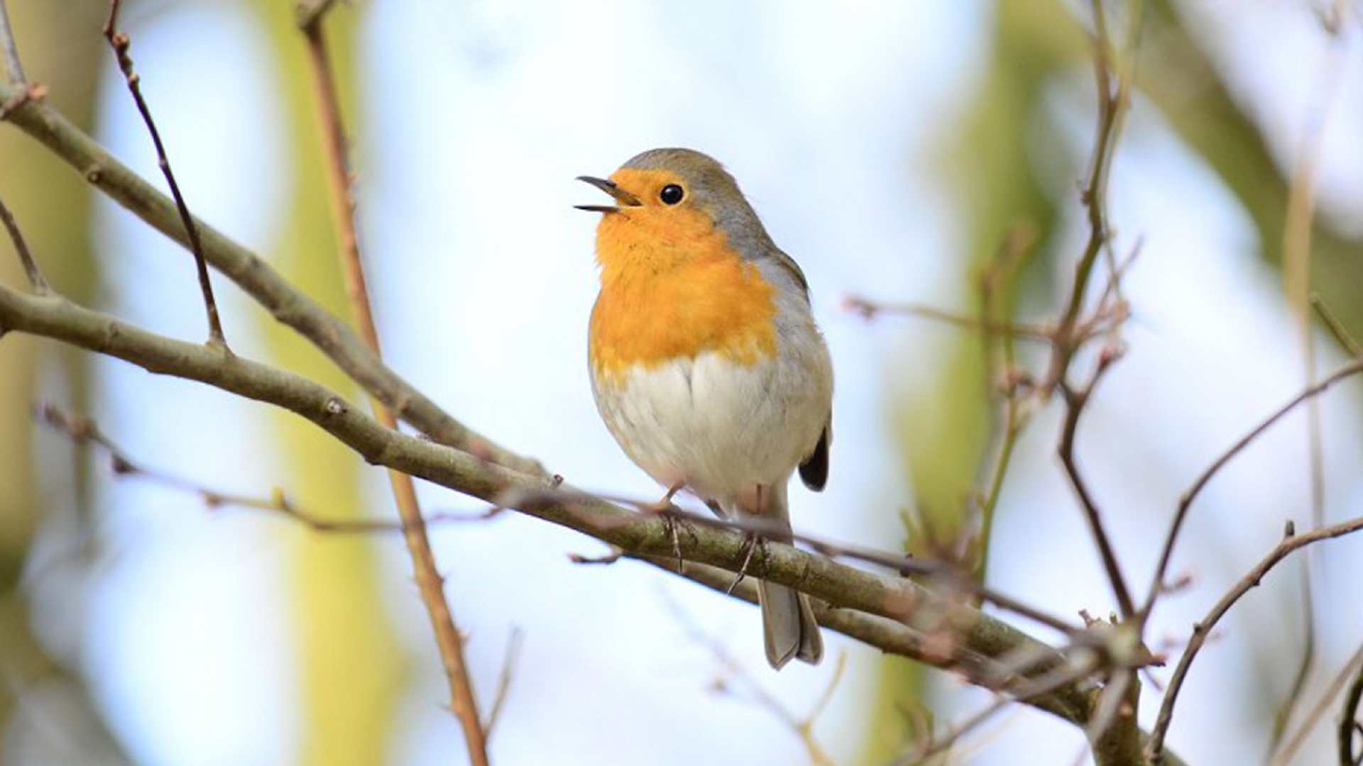 zingende_roodborst