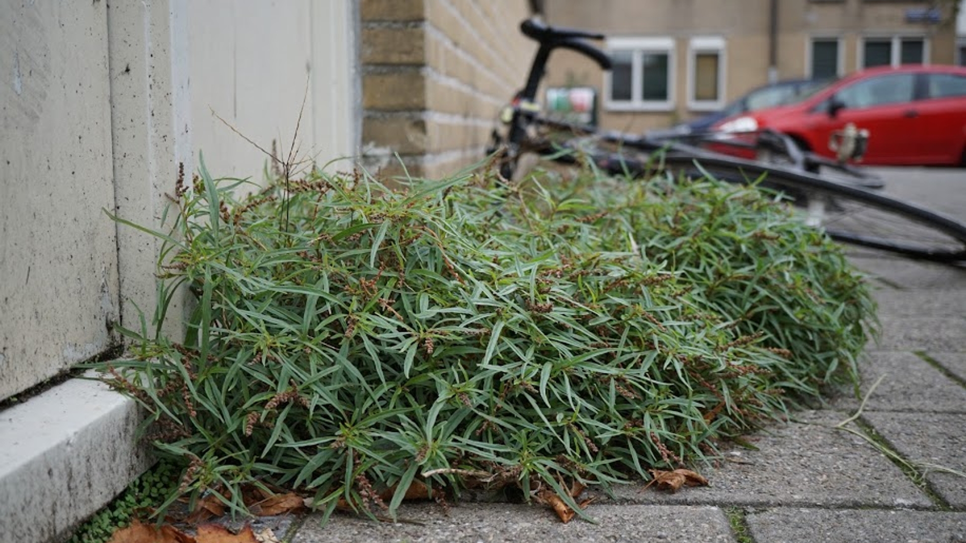 amaranthus muricatus, ontdekt in Schilderswijk