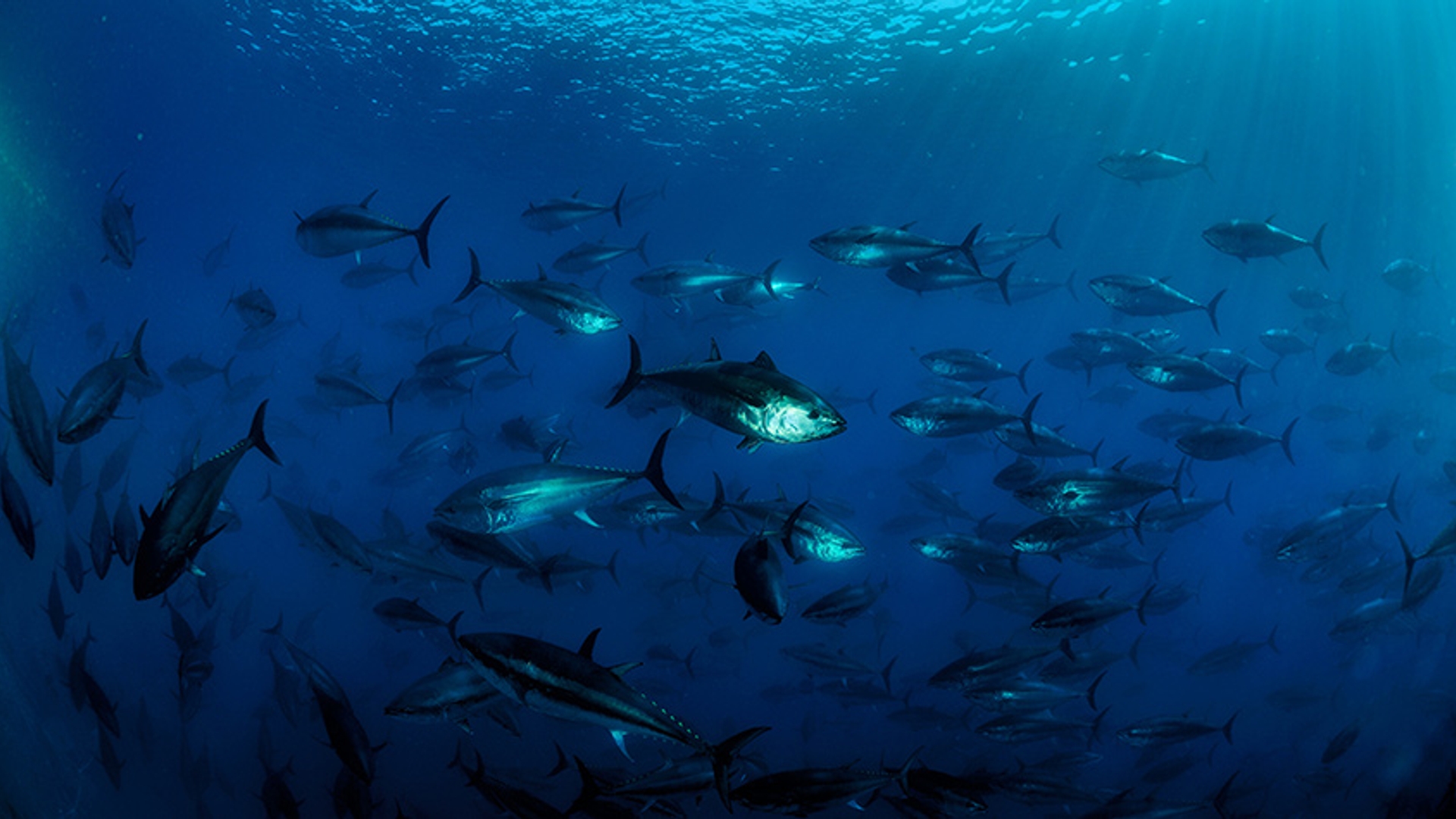 Atlantische blauwvintonijn in gevangenschap bij Malta - NIET HERGEBRUIKEN