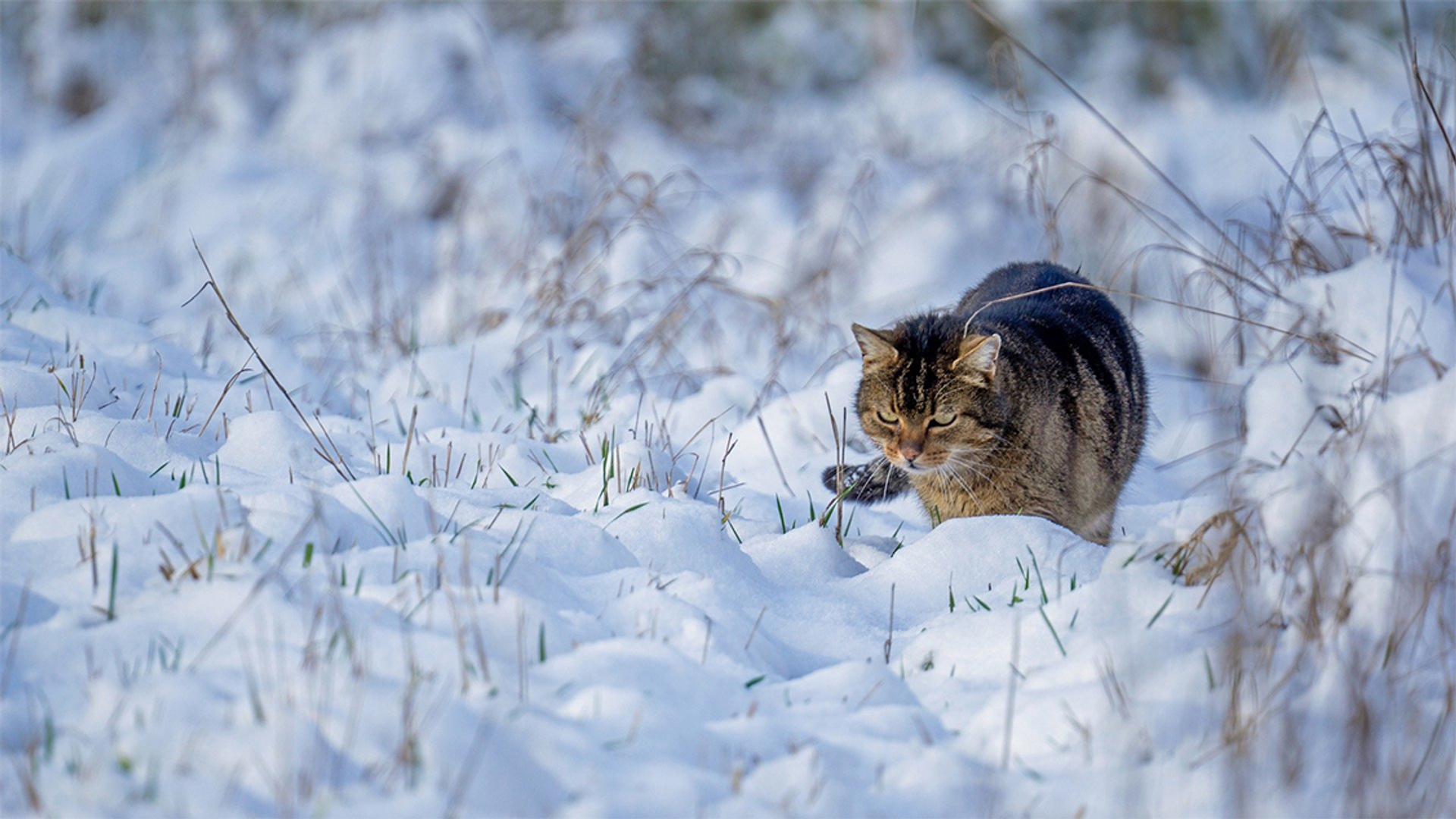 kat in sneeuw_pixabay