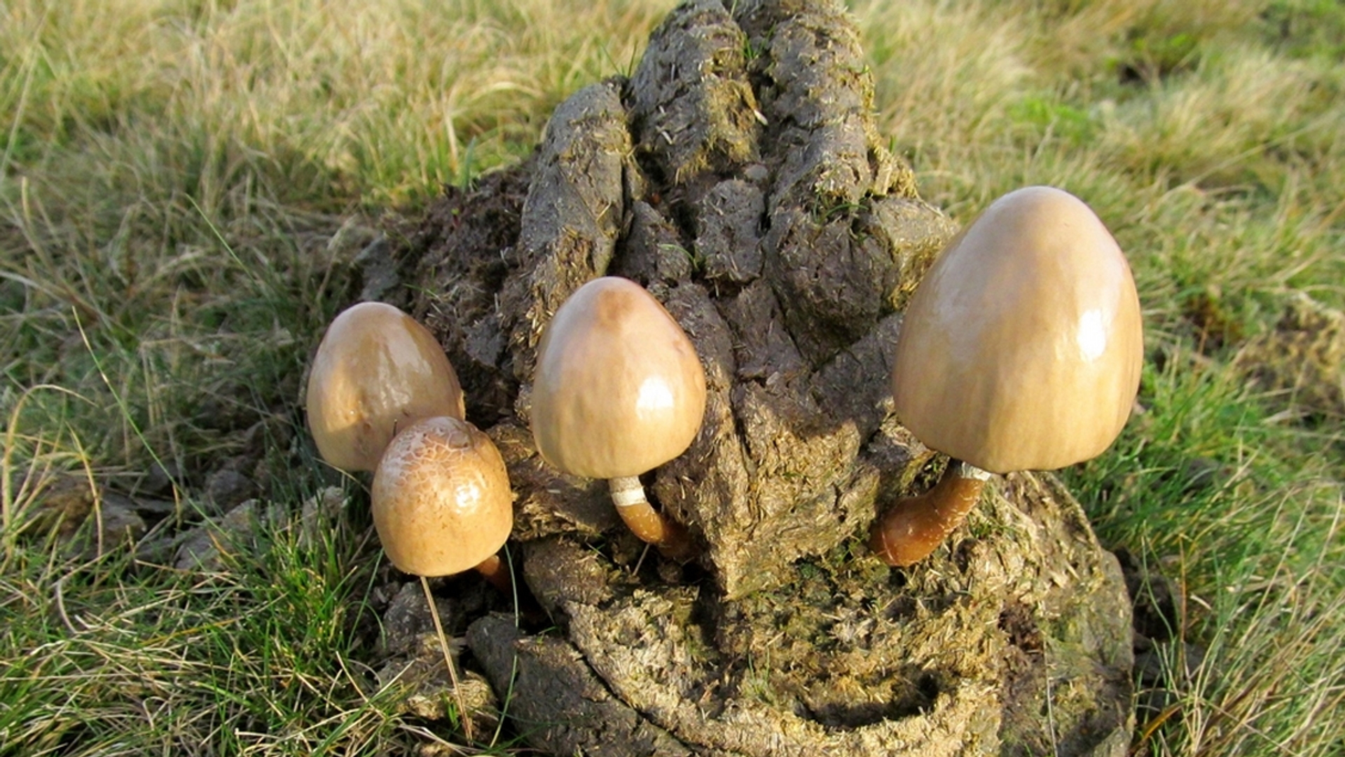 paddenstoel op drol mest poep_platano