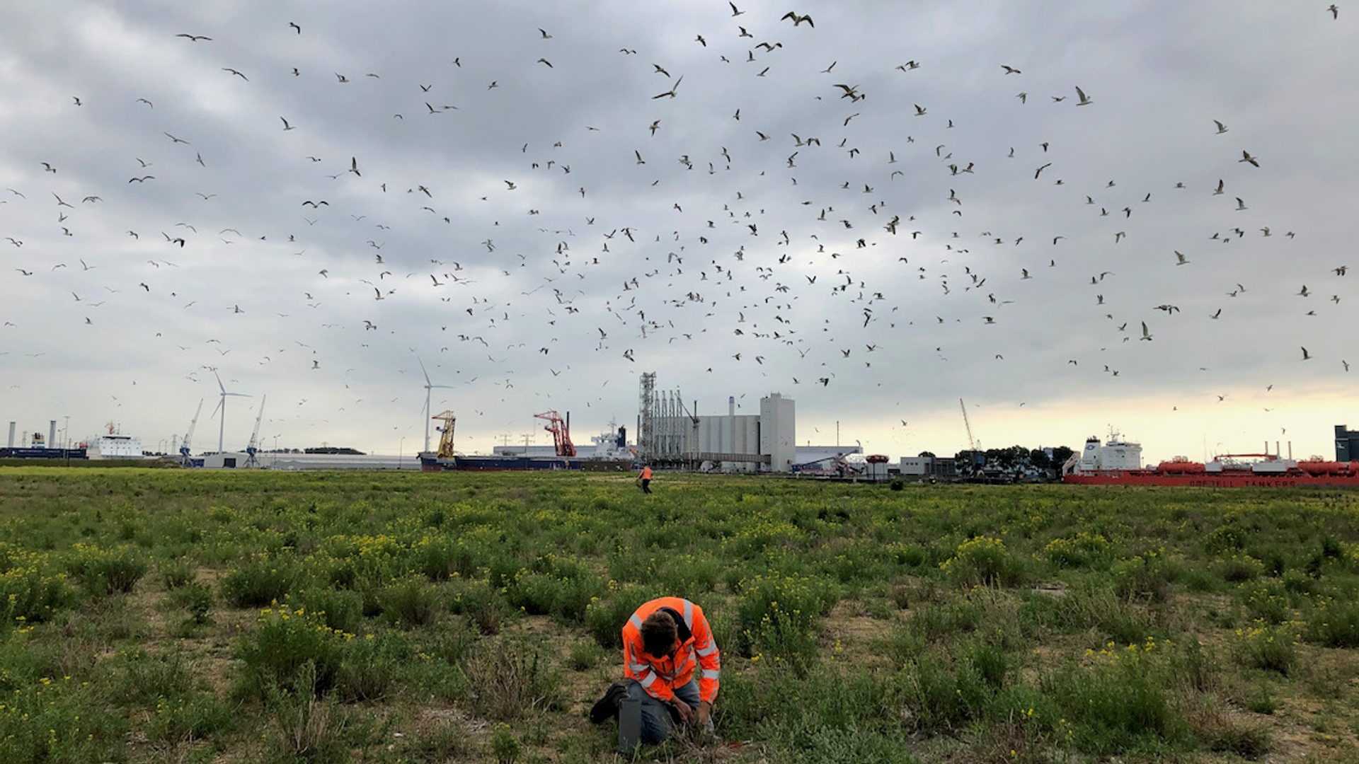 Jonge vogels ringen in de meeuwenkolonie in de Europoort
