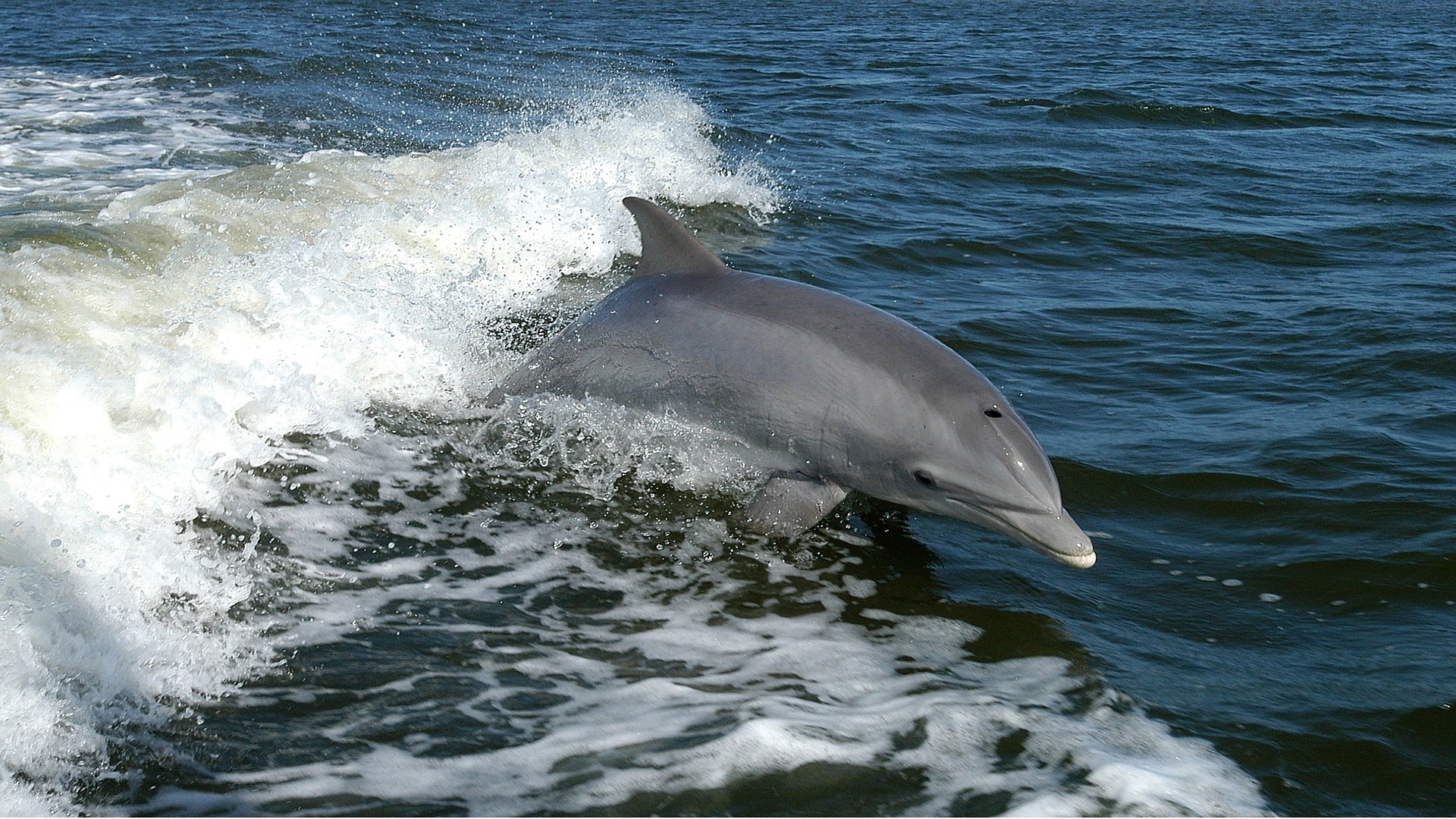 dolphin-1167996_1920