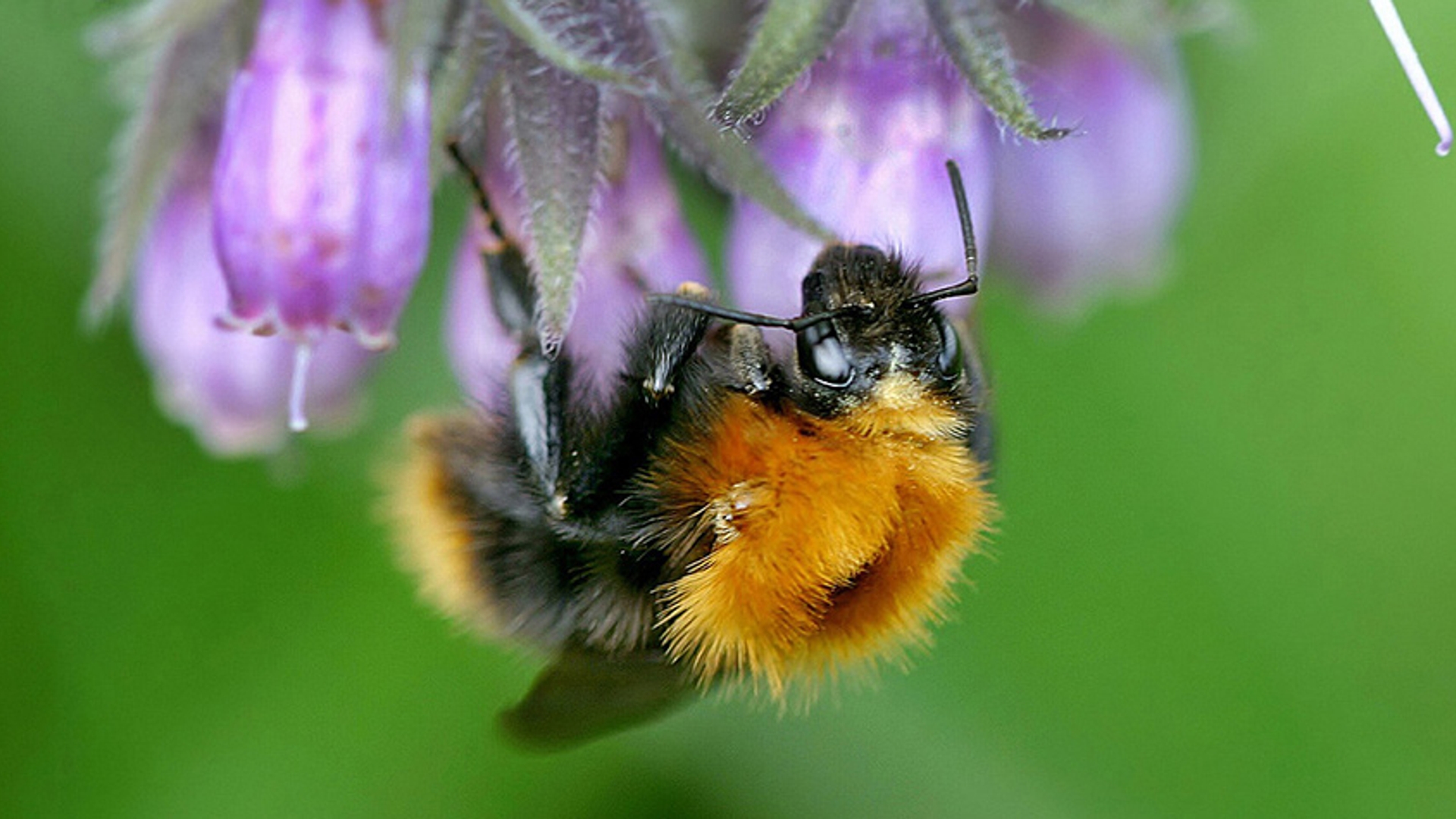 Akkerhommel