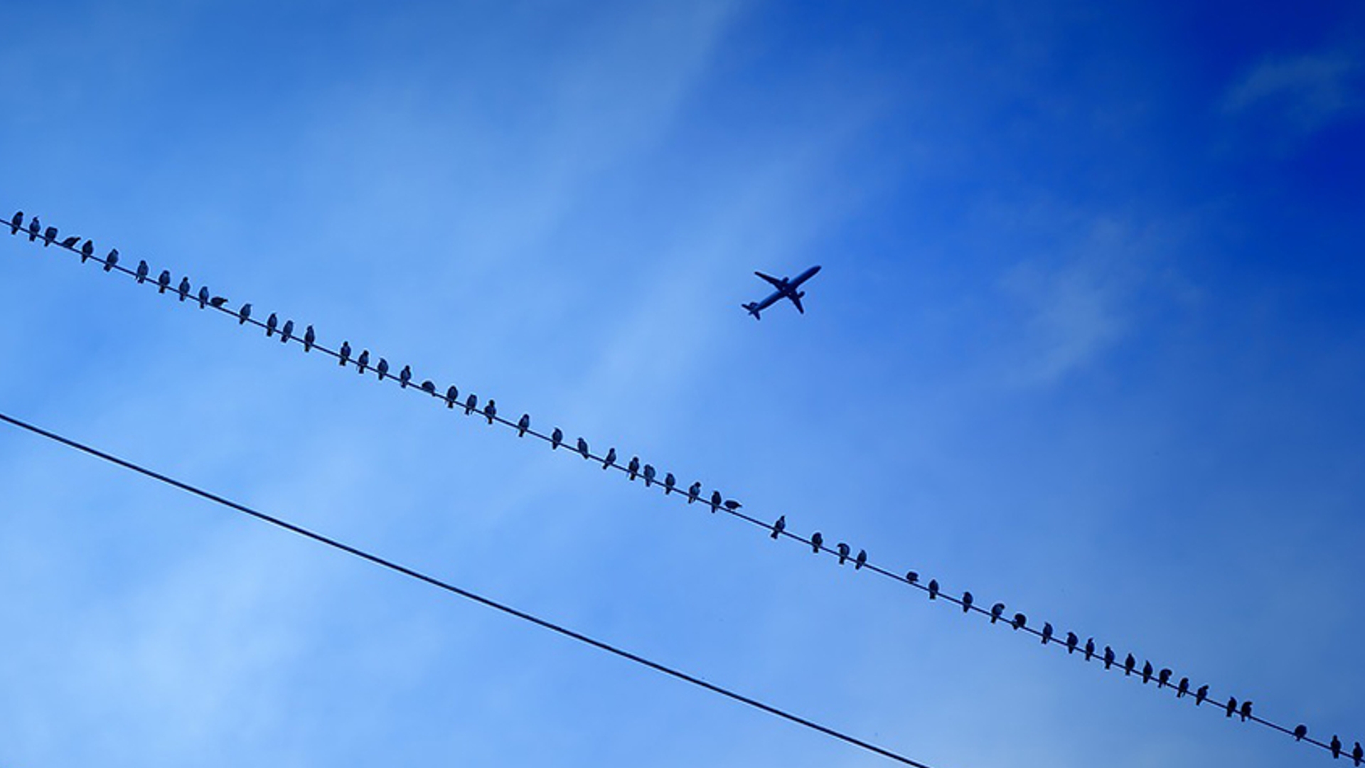 vliegtuig_vogels_pixabay