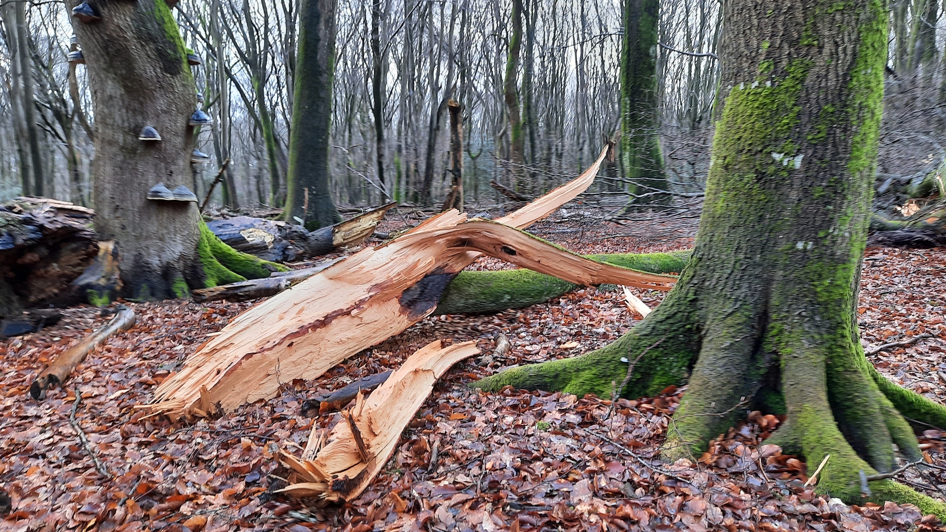 Omgevallen boom in reservaat Speulderbos