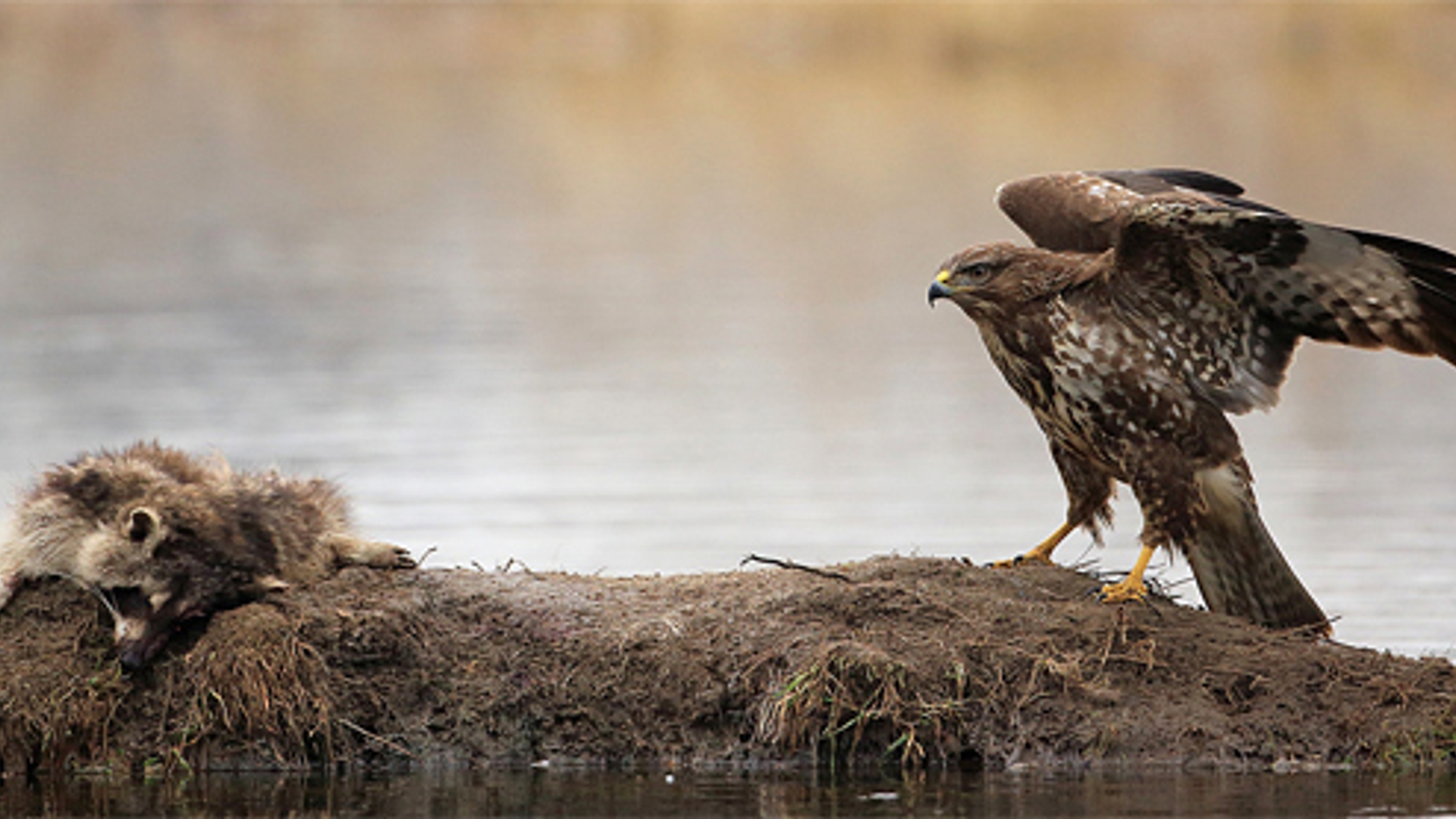 buizerd_kastelheertje