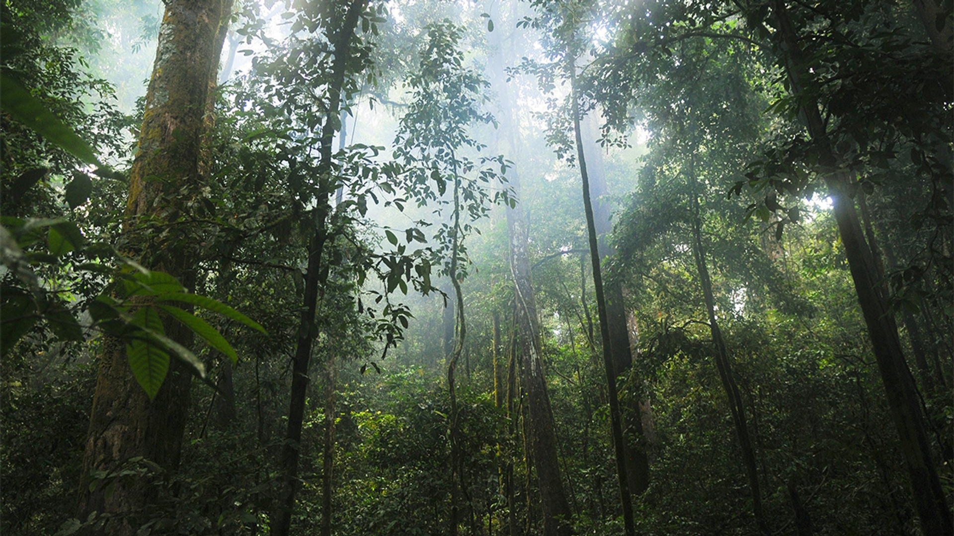 tropisch regenwoud_pixabay