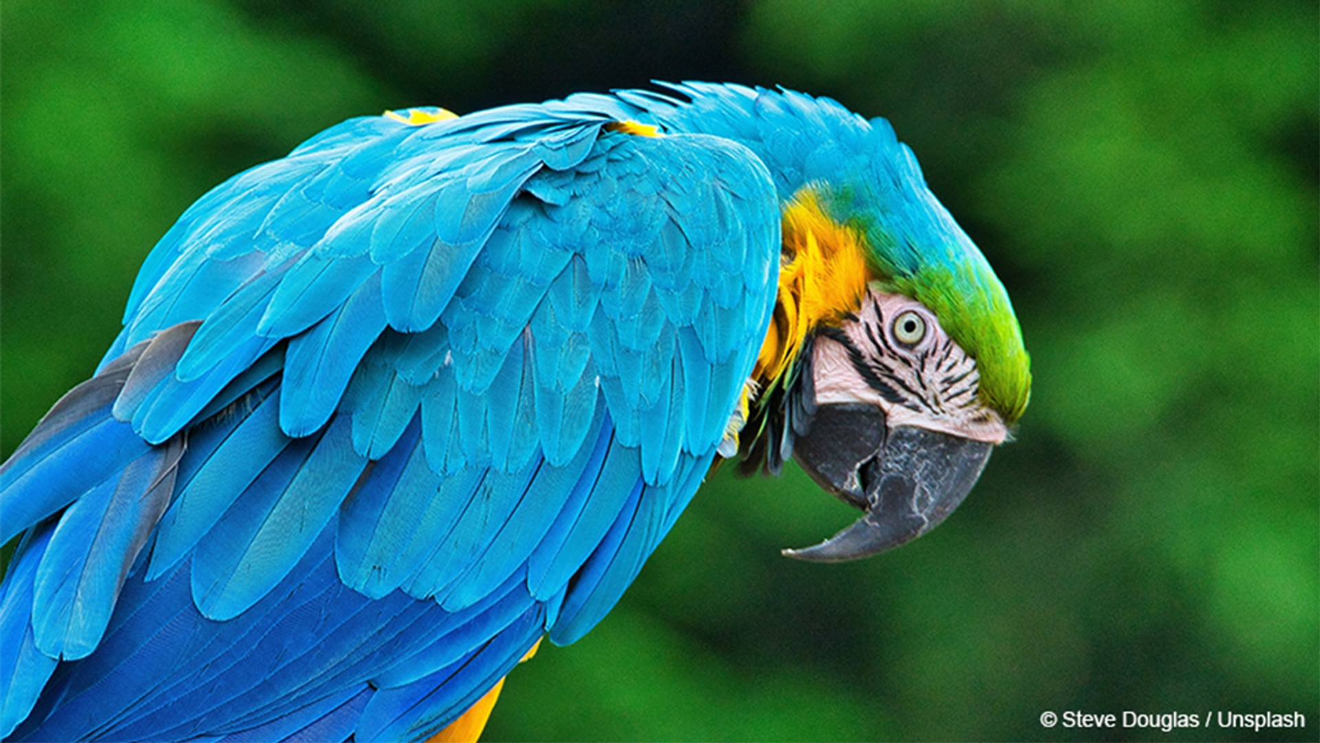 Macaw