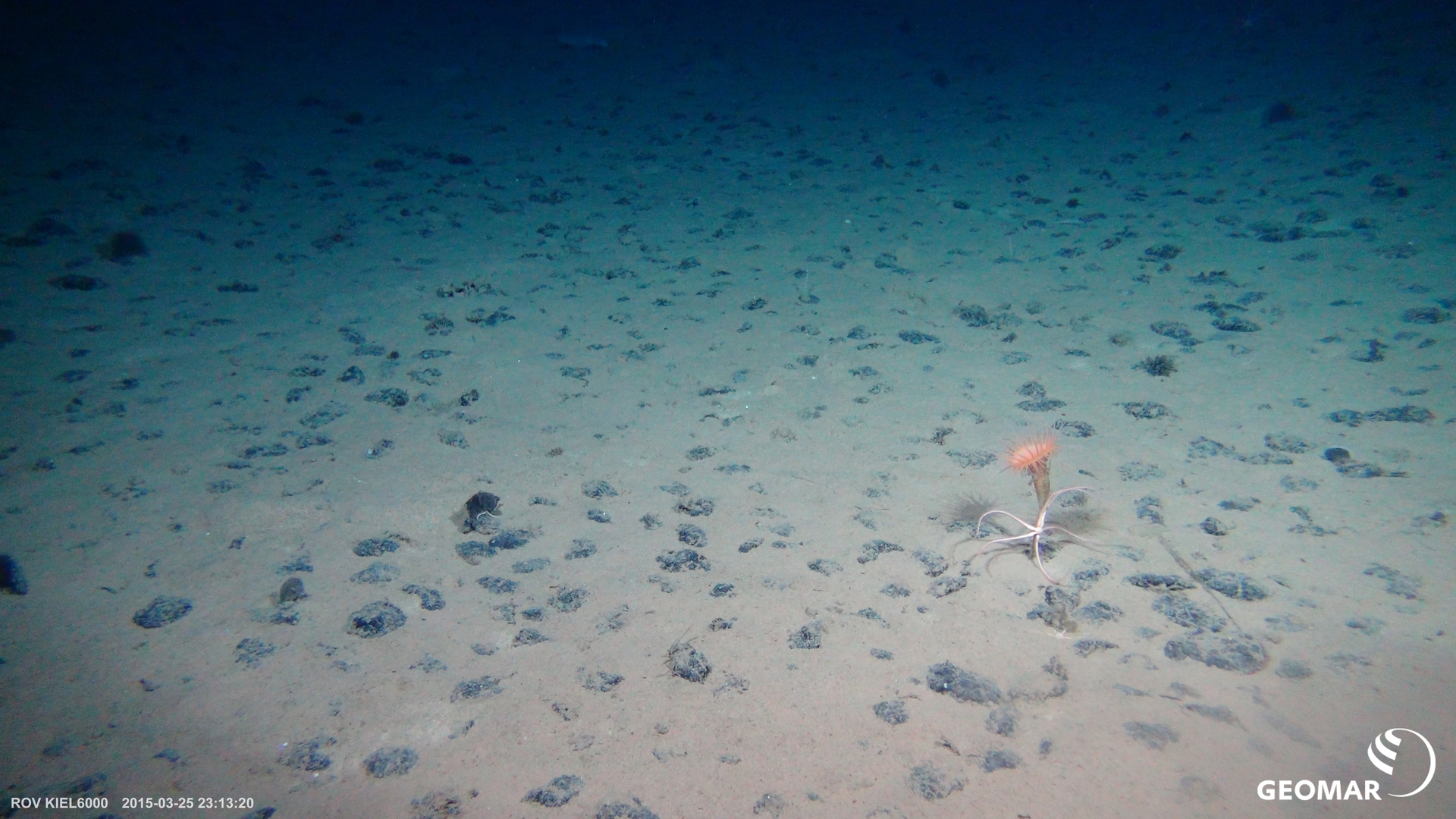 NodulesOnSeafloor_with_SeaAnemone_and_Ophiuroid_SO239_CCZ_ROVKiel6000