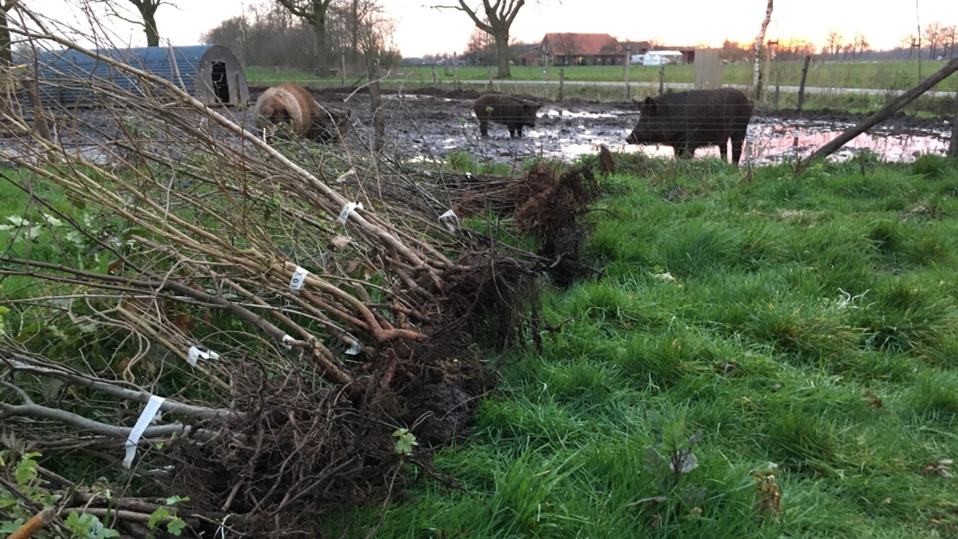 Bomen voor boeren