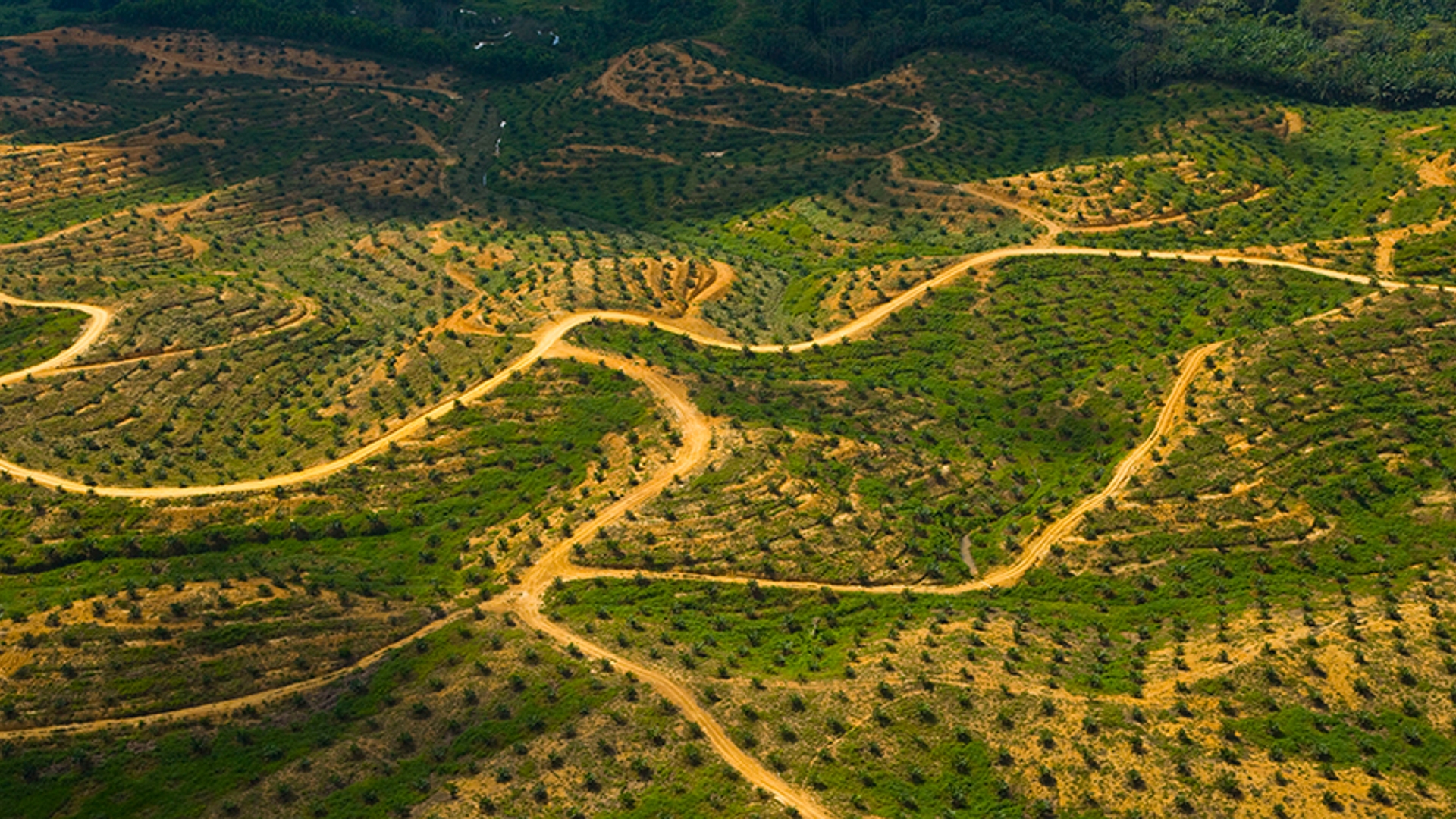 Palmolieplantage-Maleisie-_-naturepl.com--Juan-Carlos-Munoz--WWF