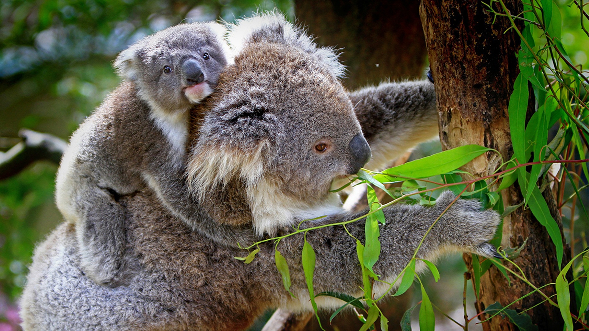 koala_site