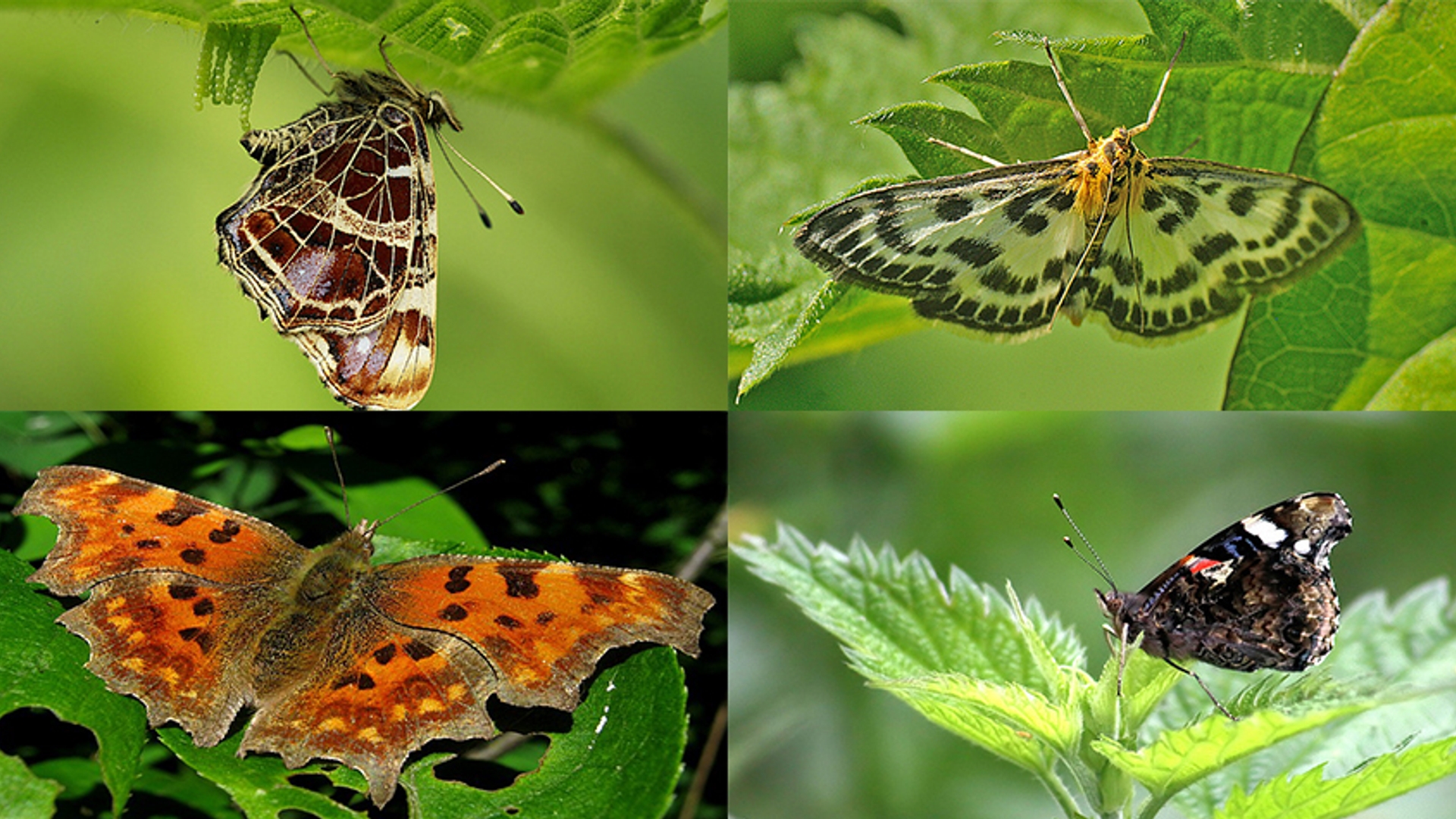 vlinders op brandnetel