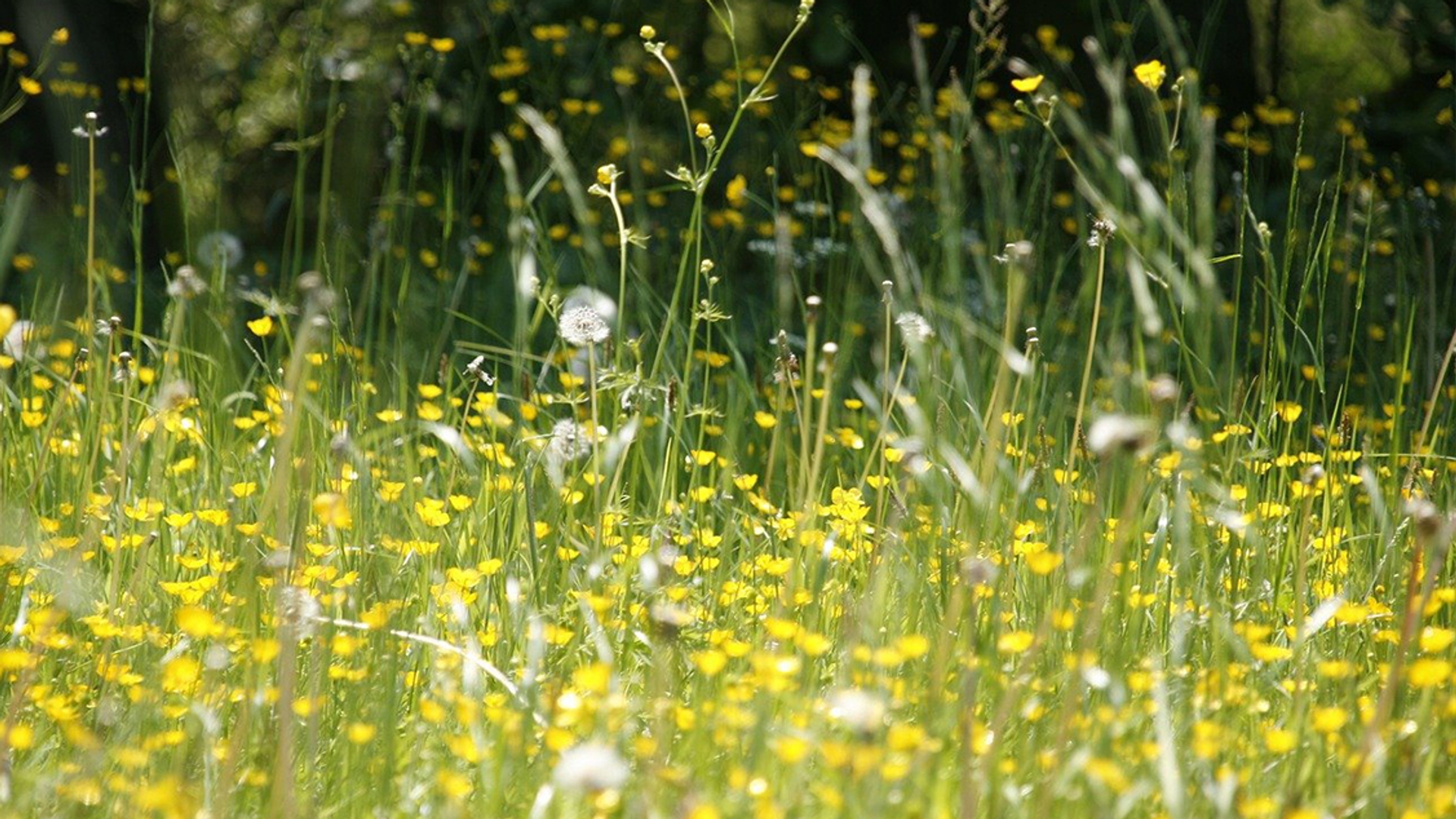 bloemen pollen hooikoorts_pixabay