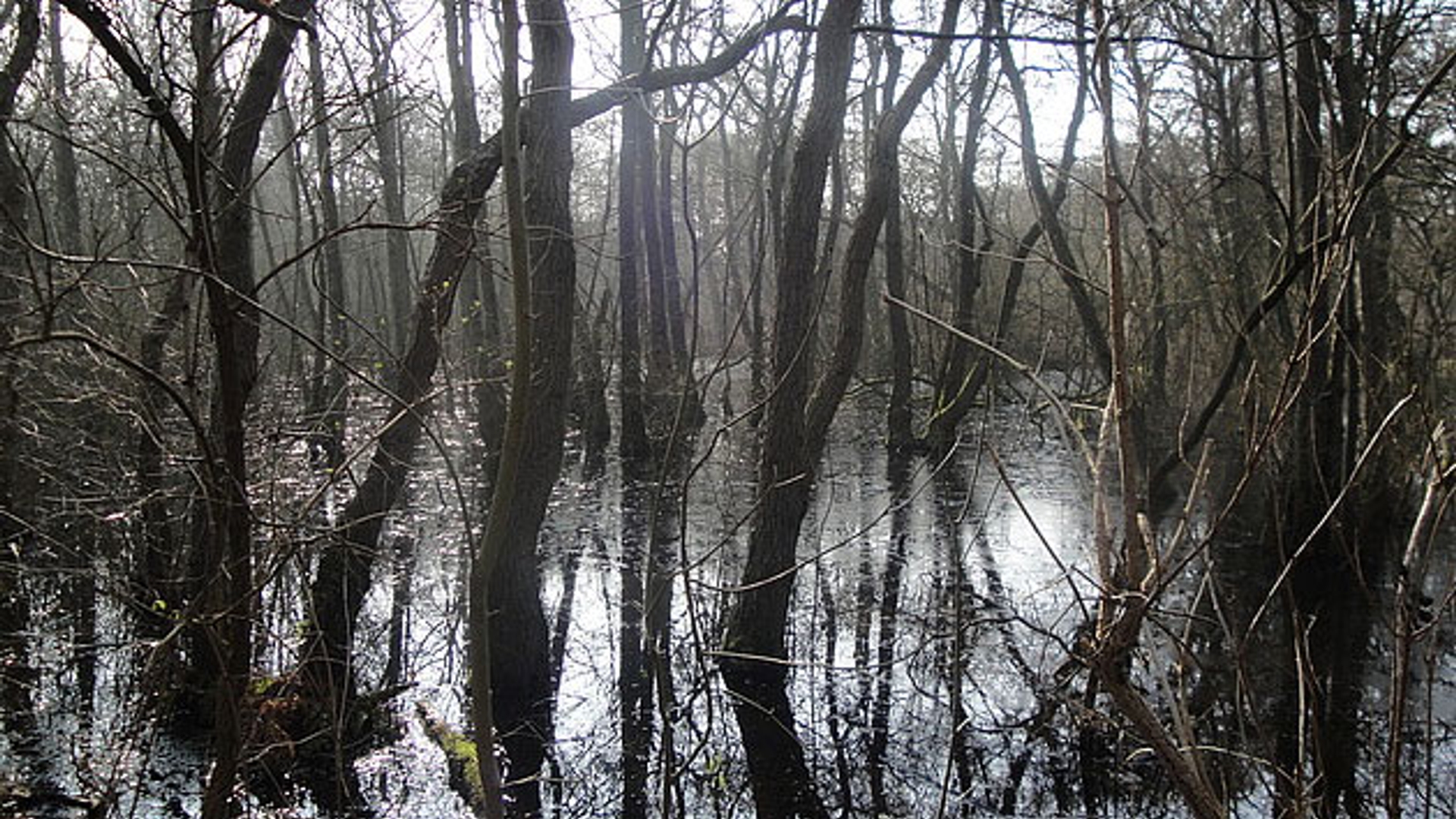 Elzenbroekbos in het quackjes water