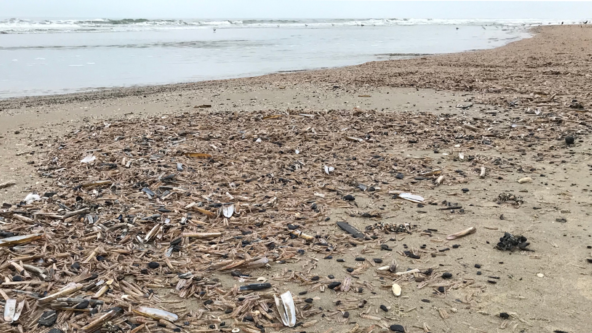 Zwaardschedes op het Texelse strand. Foto: Katja Philippart