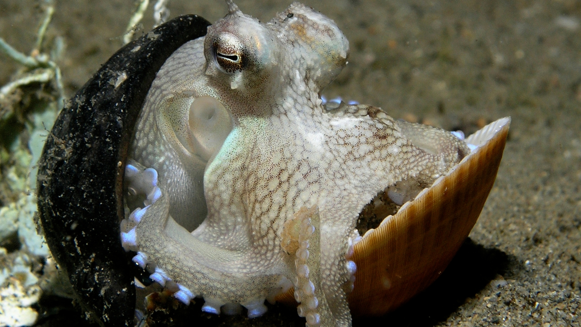 Octopus_shell
