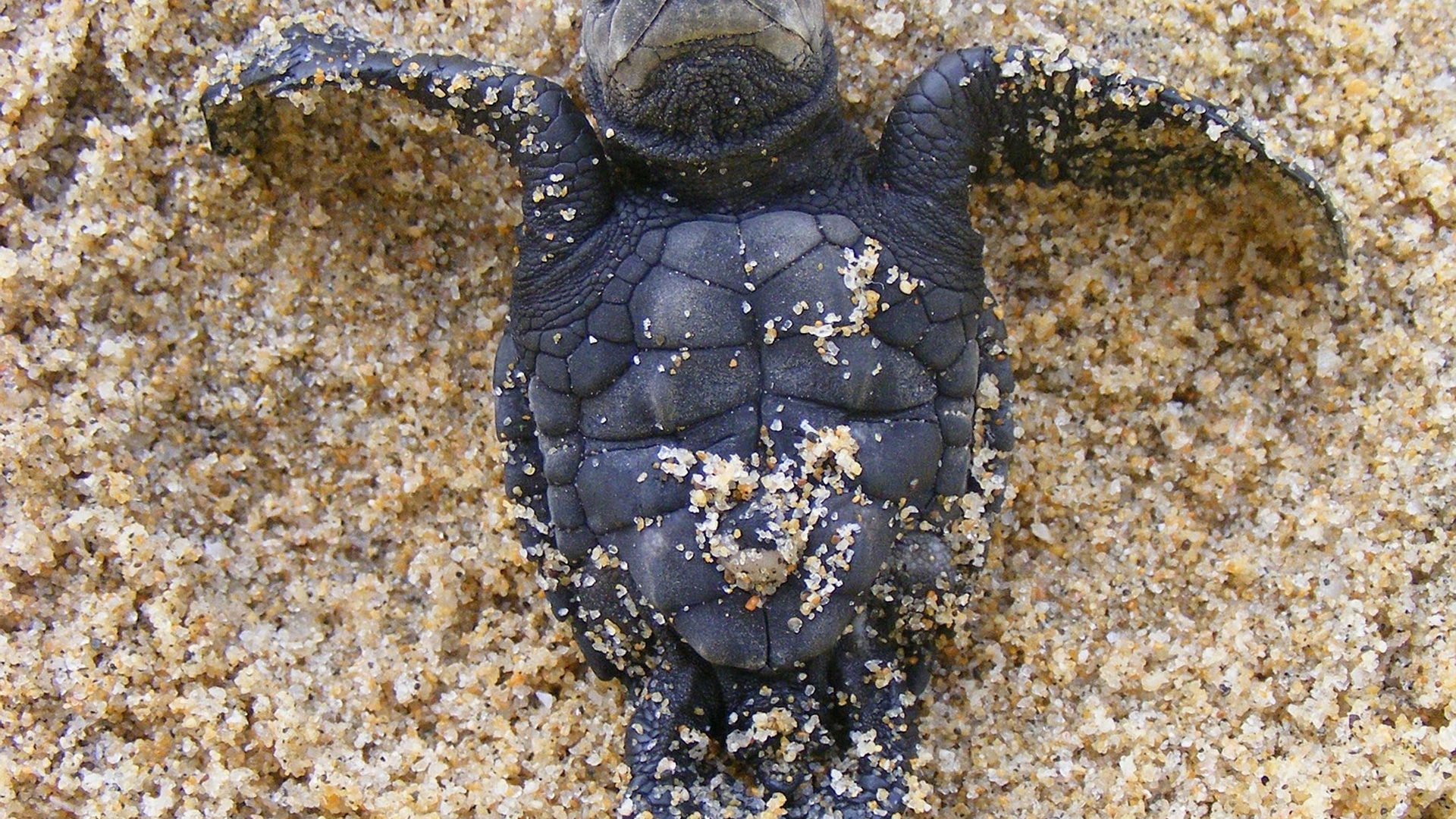 baby-sea-turtle-g541bb0476_1920