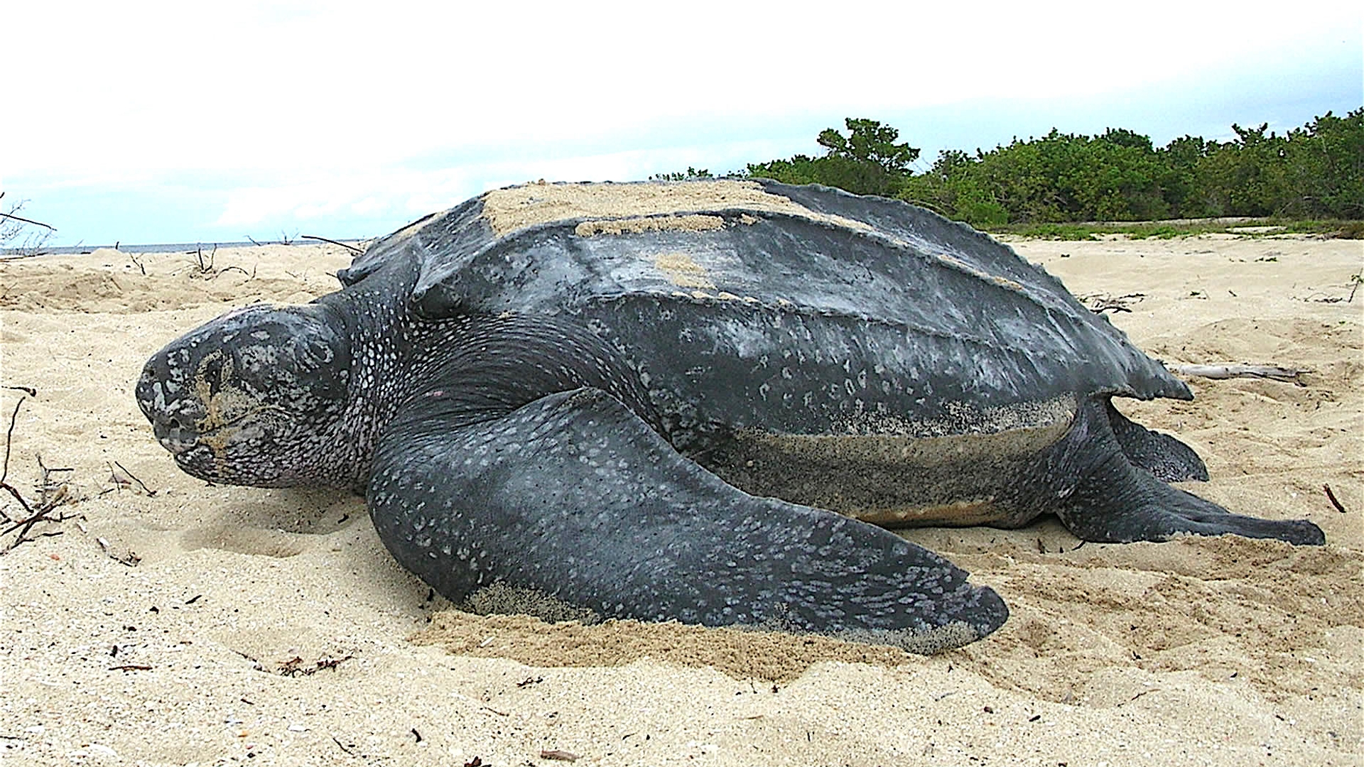 leatherback turtle_wikimedia commons