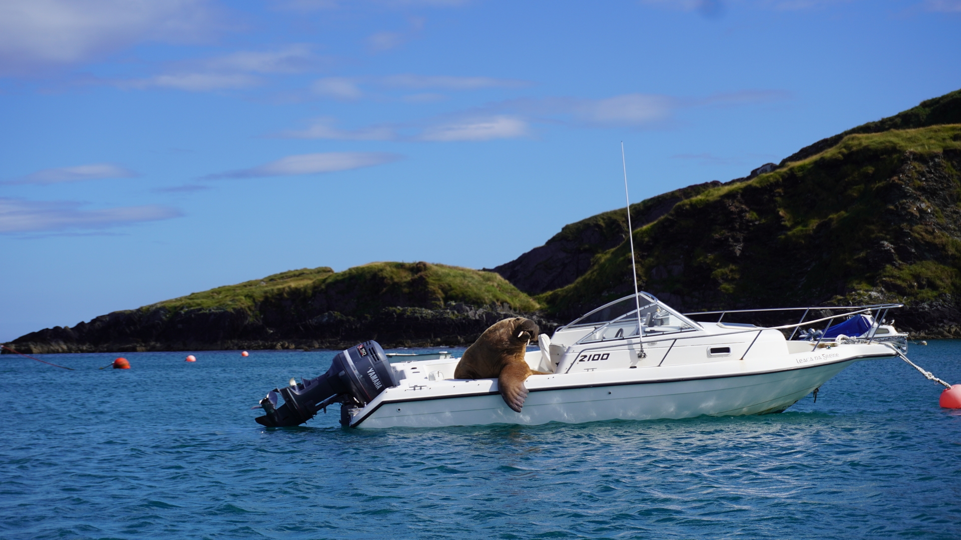 Wally de walrus in een boot