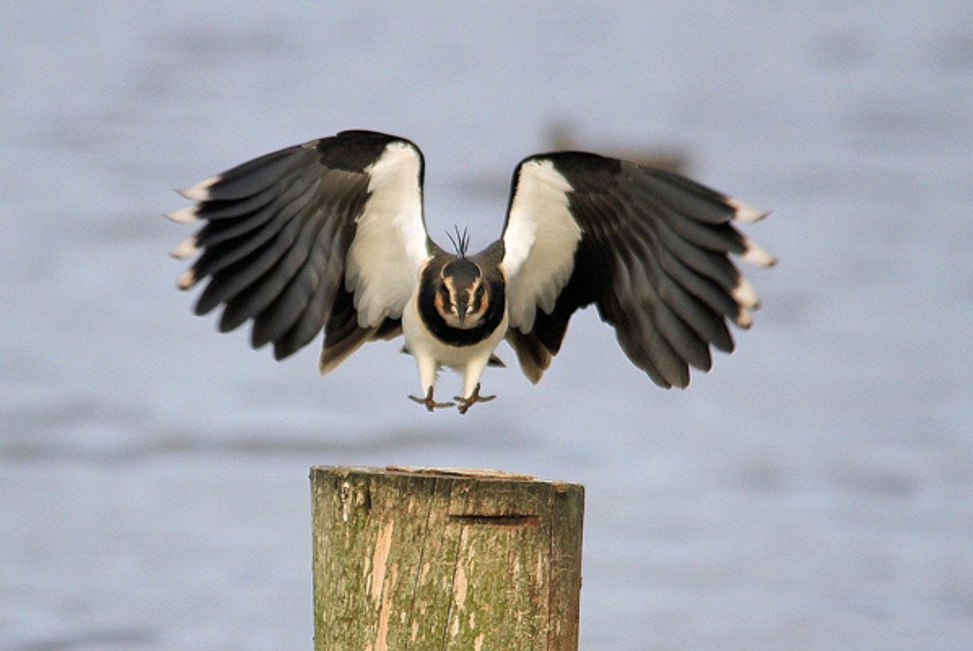 kievit_vliegen_JohnGroenenber