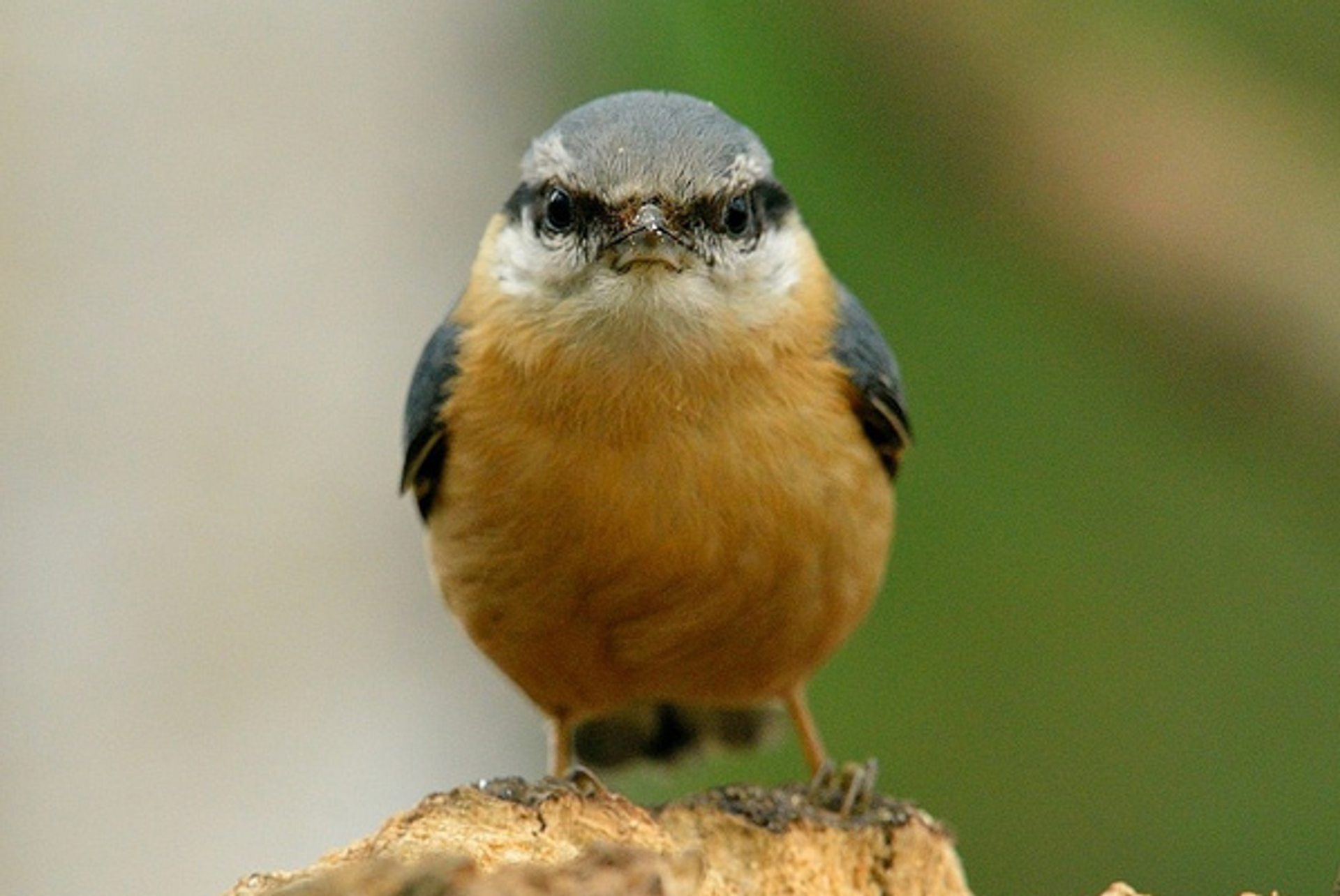 Boomklever_vooruit_RuudShar