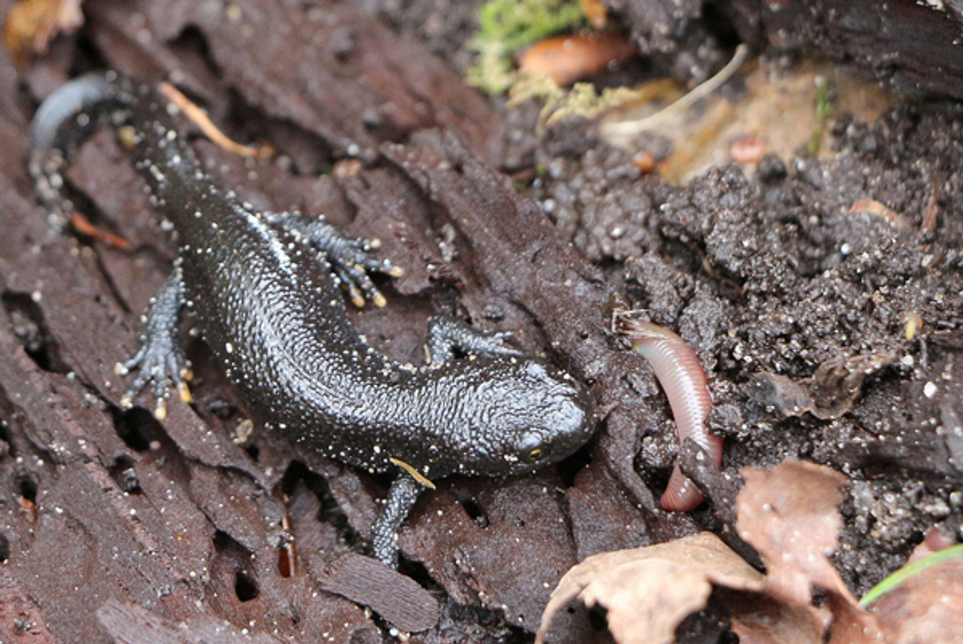 kamsalamander_jojatenbrinke