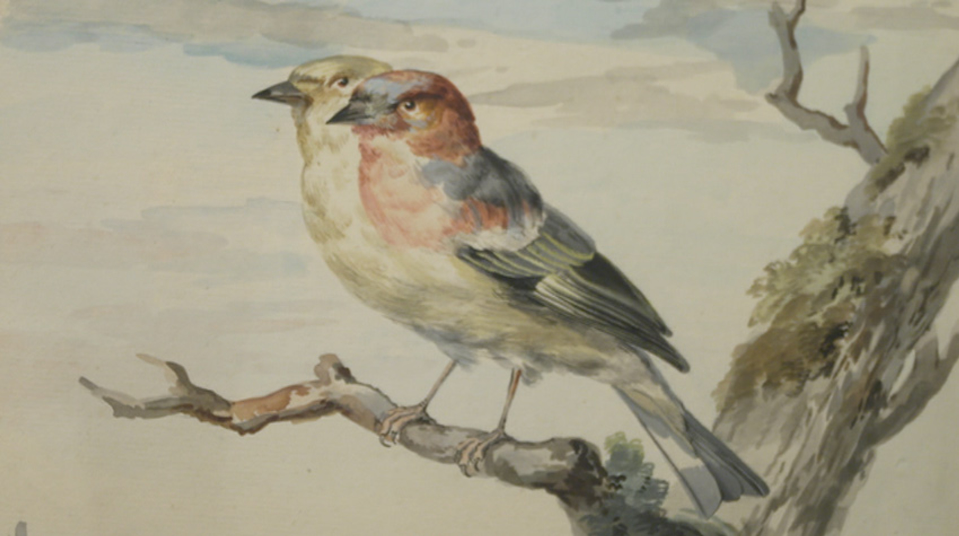 Schouman - tweekoppige vink