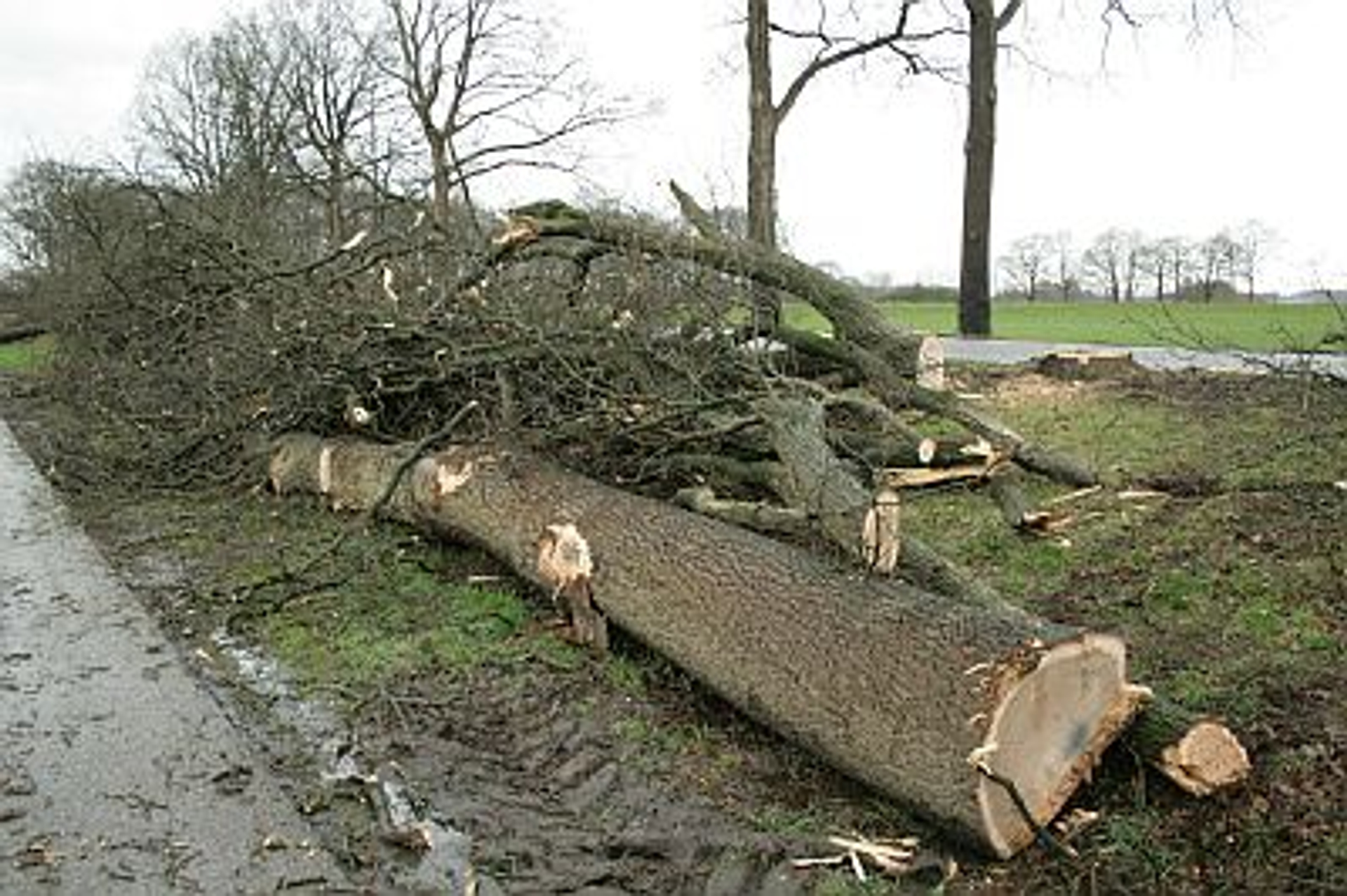 bomenkap_borculo_01.jpg