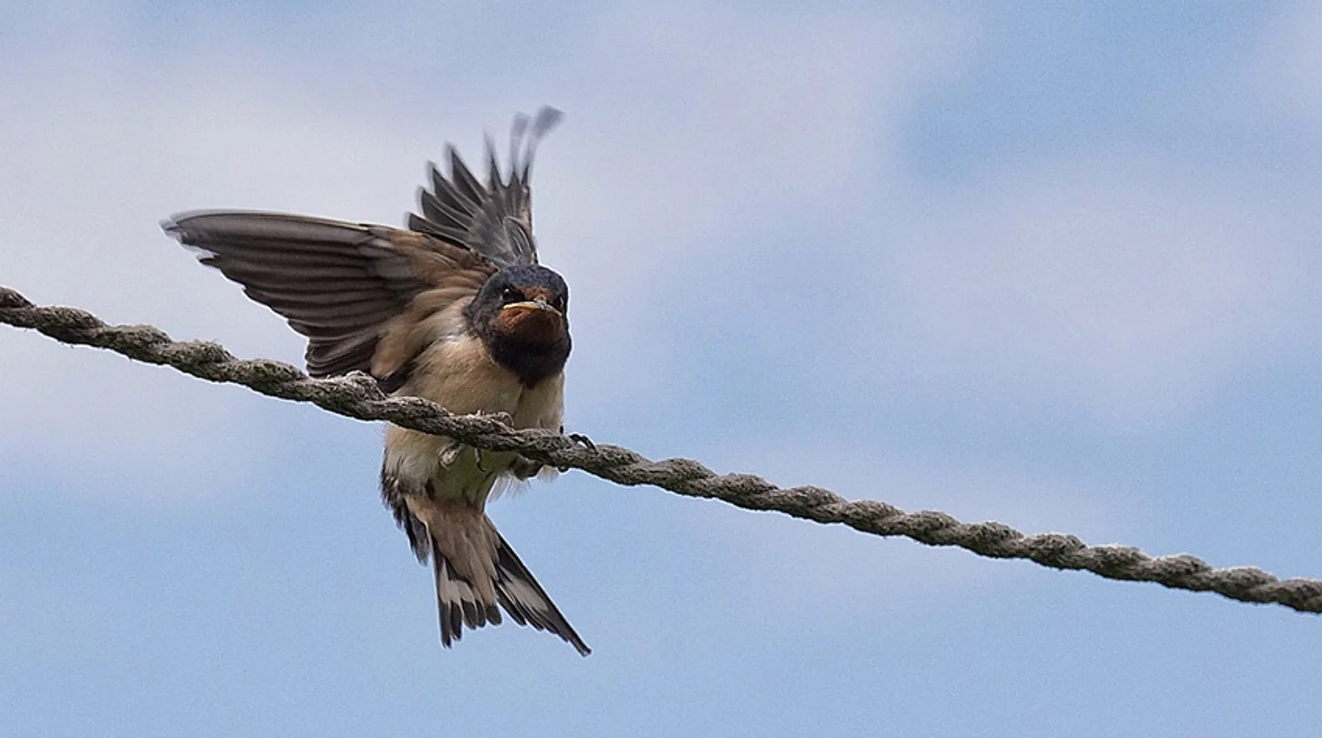 Boerenzwaluw Cursus Vogelzang
