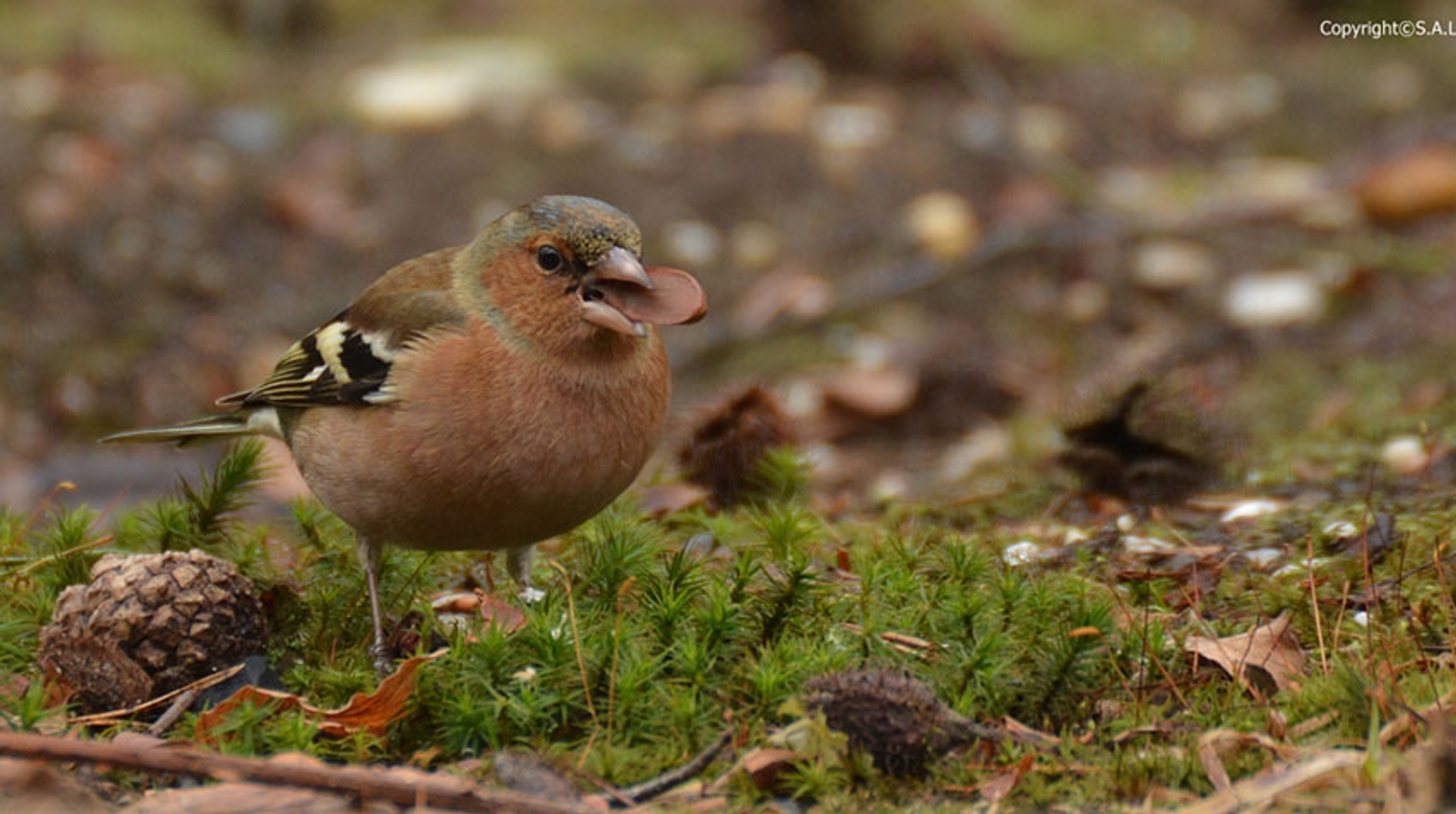 Vink met beukennoot