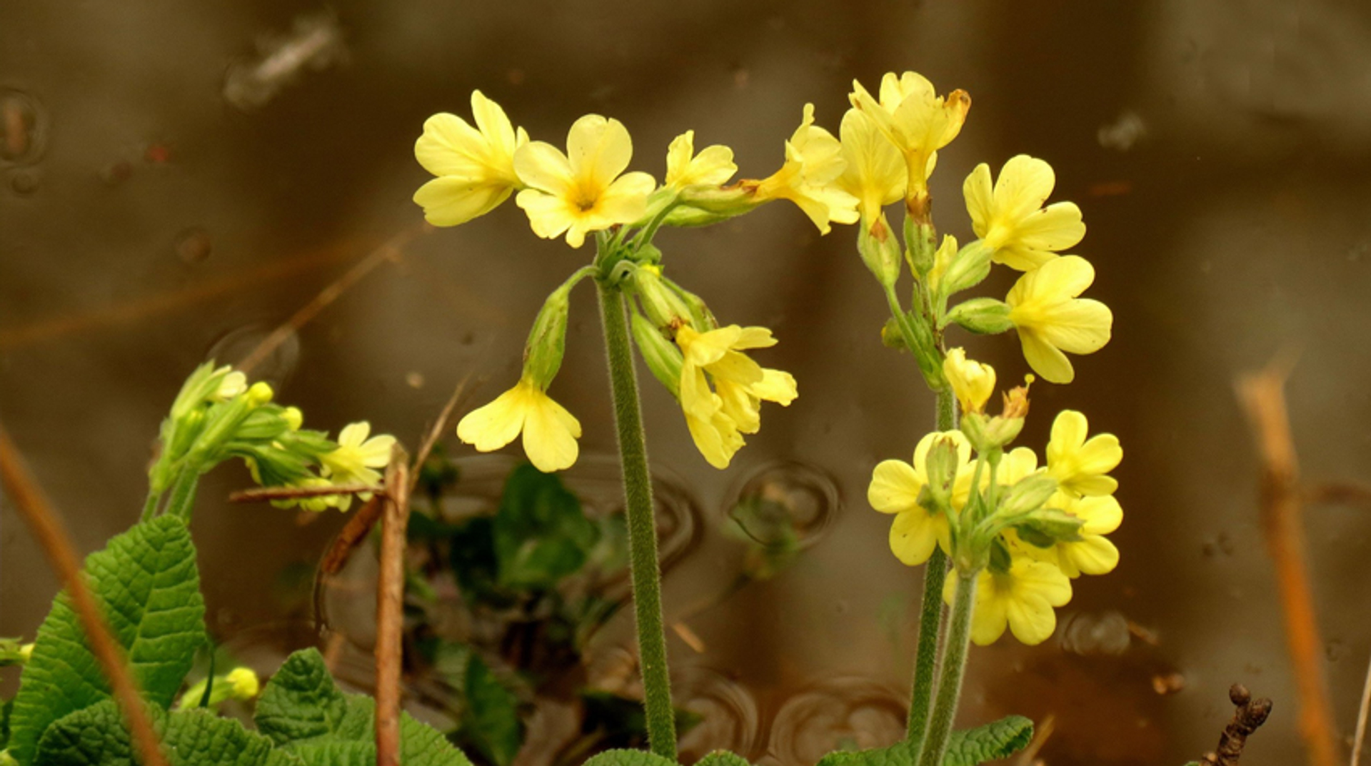 slanke sleutelbloem_lwbusser